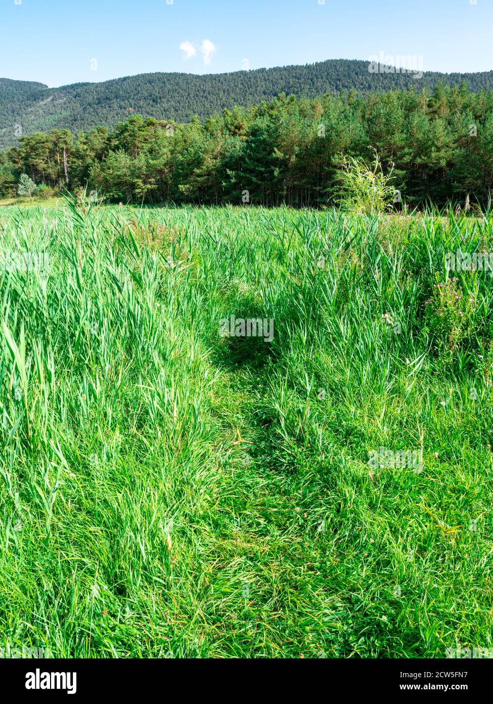 Grünes Tal im provenzalischen Backcountry im Sommer Stockfoto