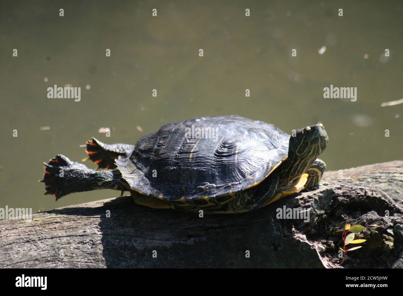 Sonnen in den letzten Tagen des Sommers. Stockfoto