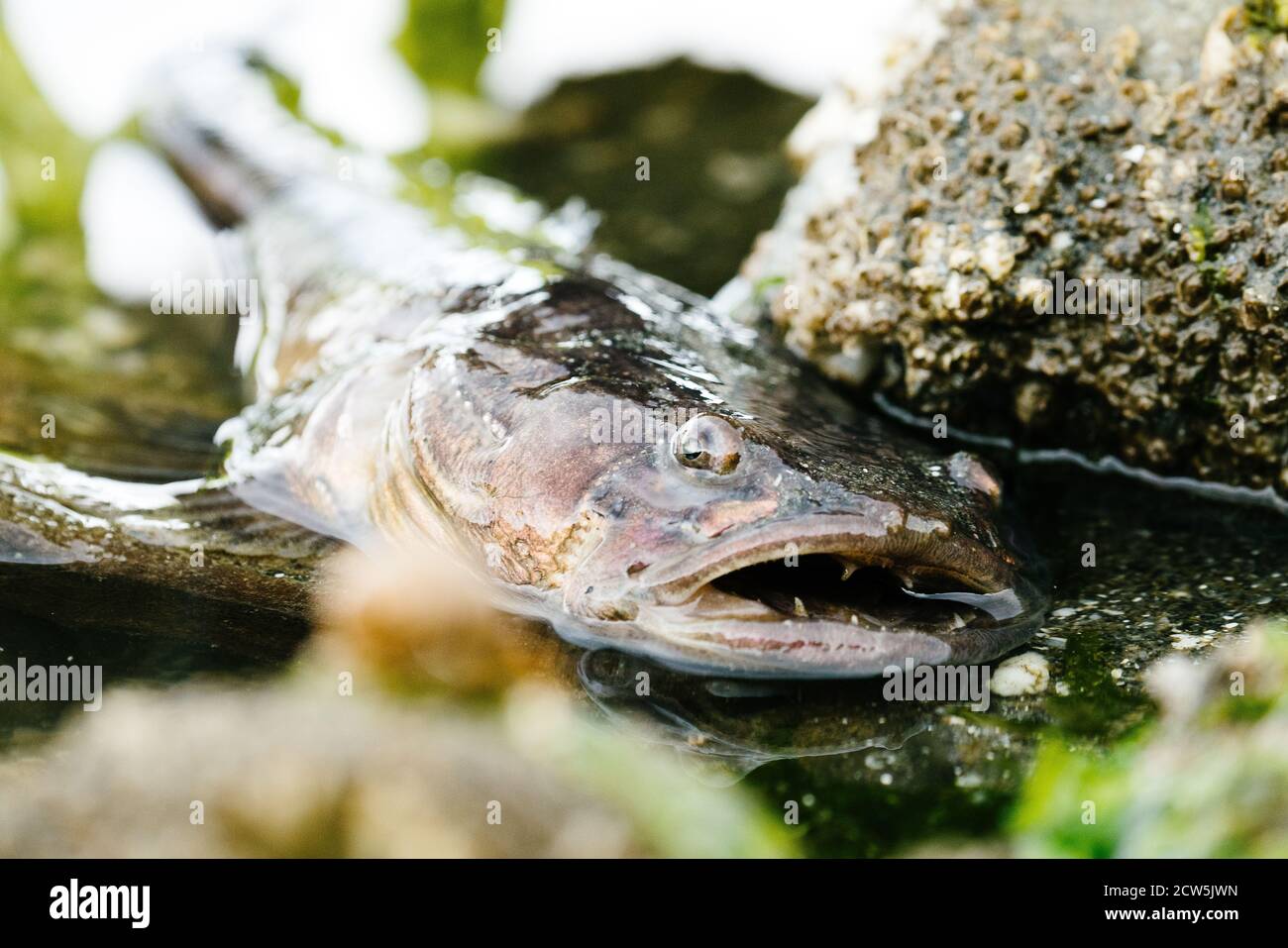 Nahaufnahme eines Plainfin Midshipman Fisches in einem Puget Sound Gezeitentool Stockfoto