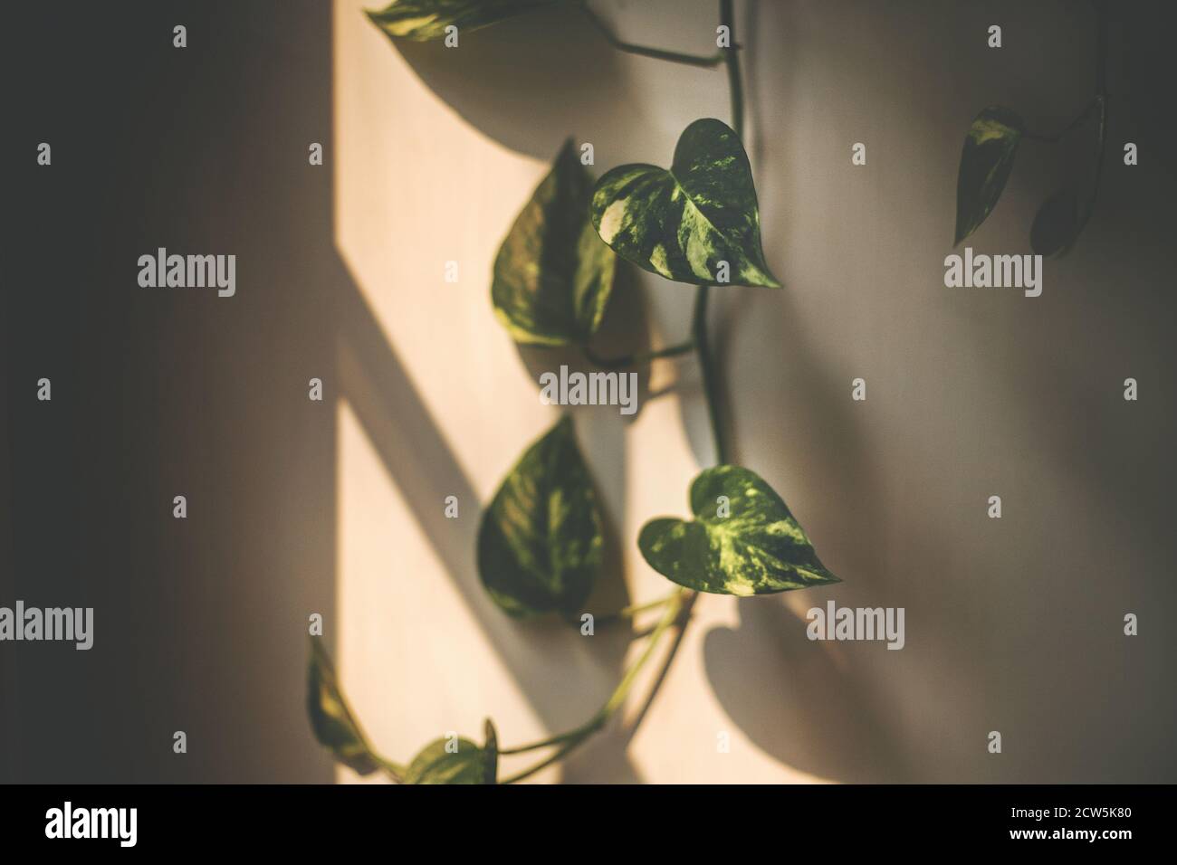 Innenpflanze Reben nach unten Wand Stockfoto