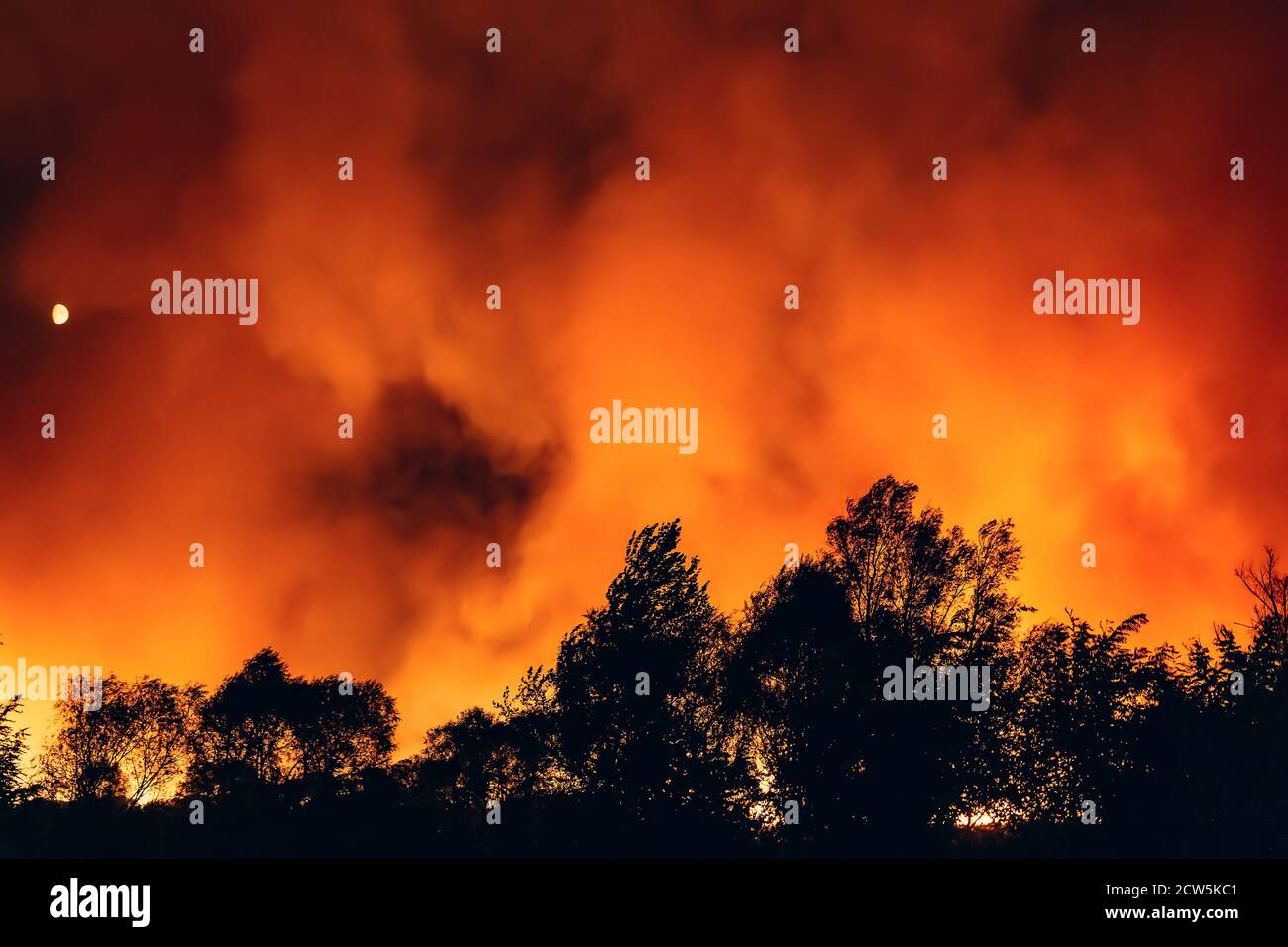 Waldbrand in der Nacht, Waldbrand nach der trockenen Sommersaison, brennende Natur in Russland, Woronesch Region. Stockfoto