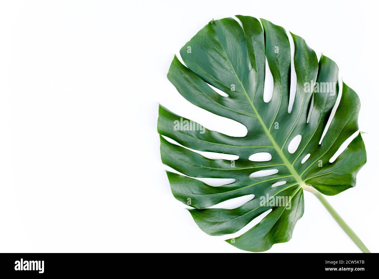 Tropische Blätter Monstera auf weißem Hintergrund. Flach, Ansicht von oben Stockfoto