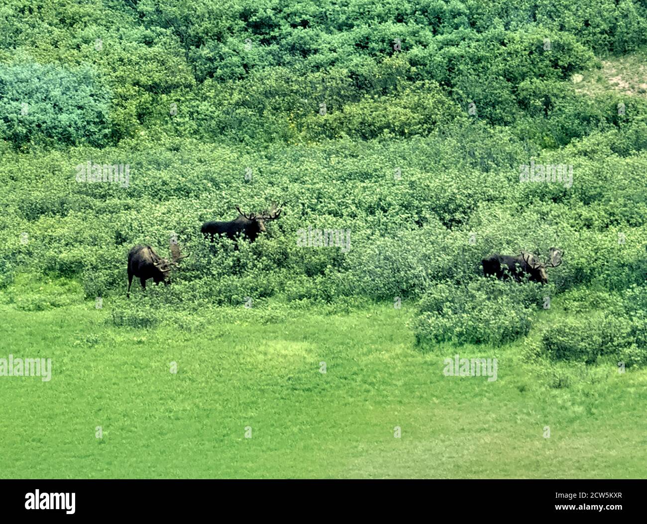 Bullmoose auf der Wiese, am Cataract Lake, Colorado Trail, Colorado Stockfoto