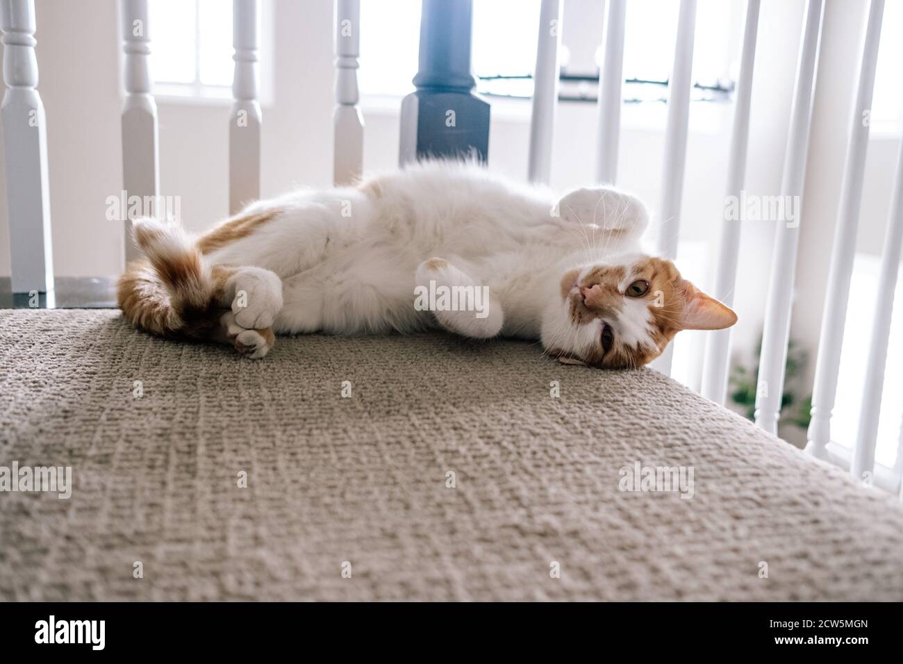 Katze mit bauch zeigt -Fotos und -Bildmaterial in hoher Auflösung – Alamy