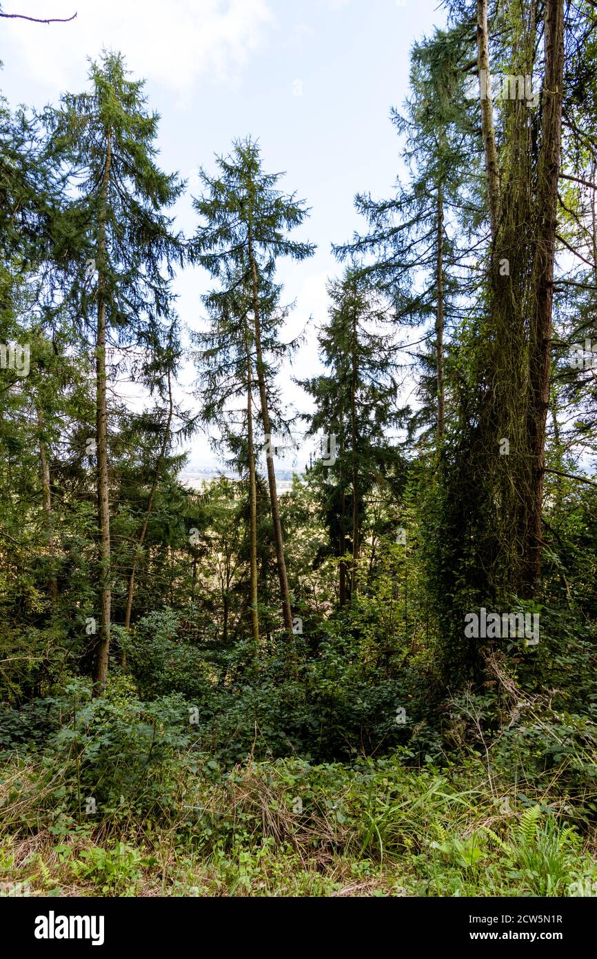 Ein kleiner Blick auf die malerische Landschaft Die Bäume auf einem Waldspaziergang Stockfoto