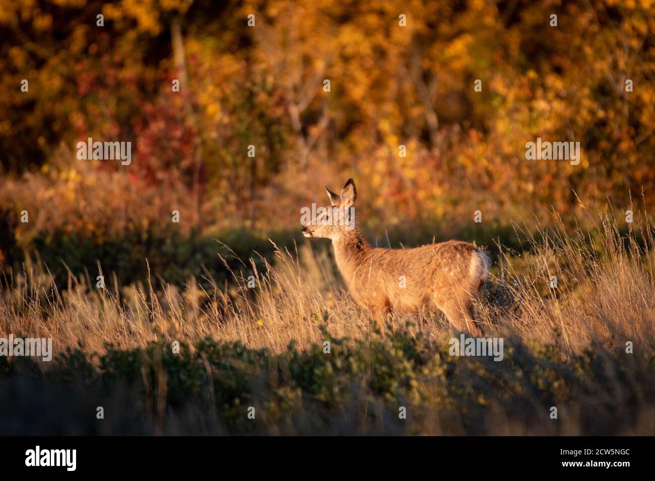 Maultier Hirsch bei Dawn Stockfoto