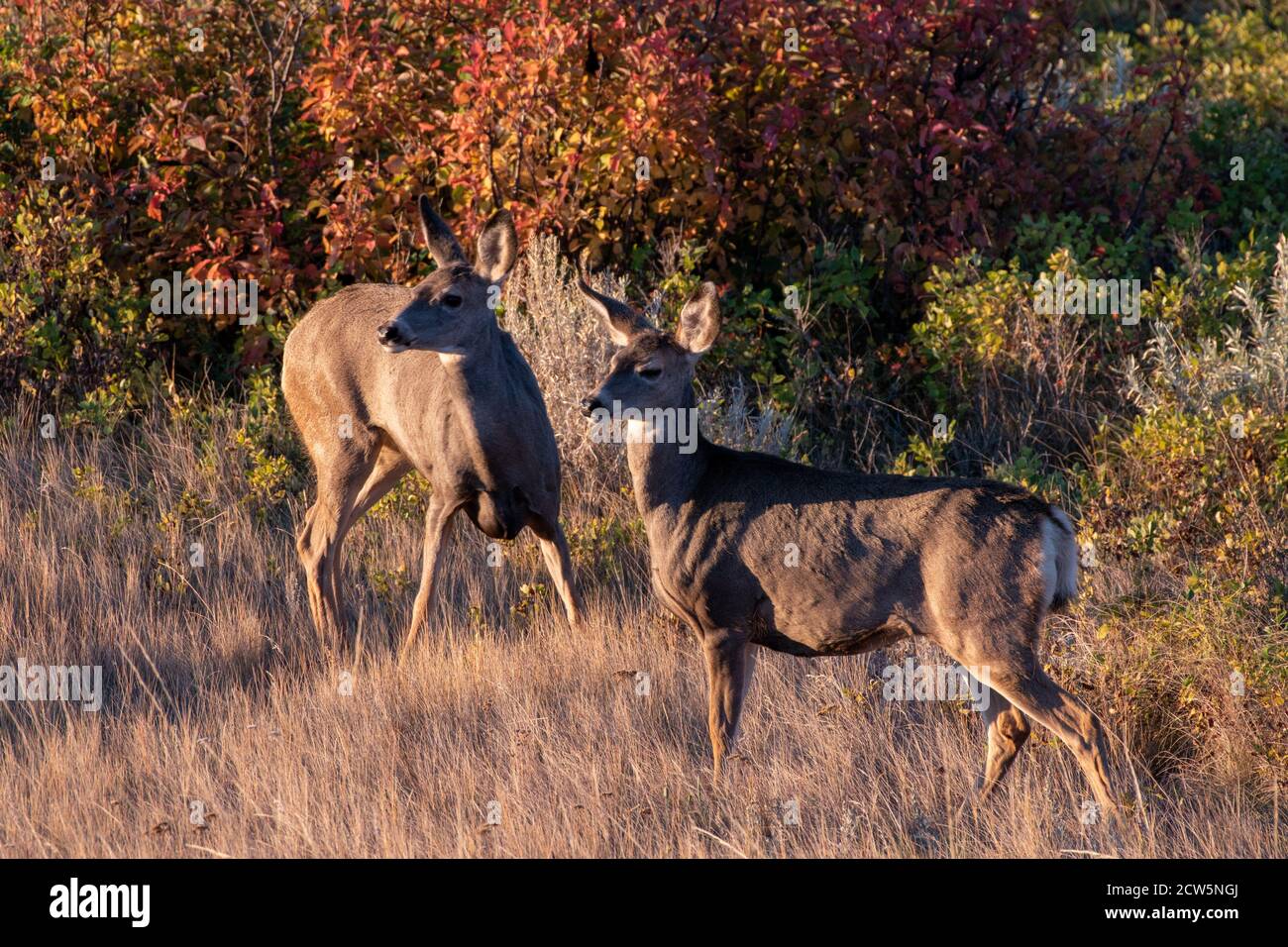 Maultier Hirsch bei Dawn Stockfoto