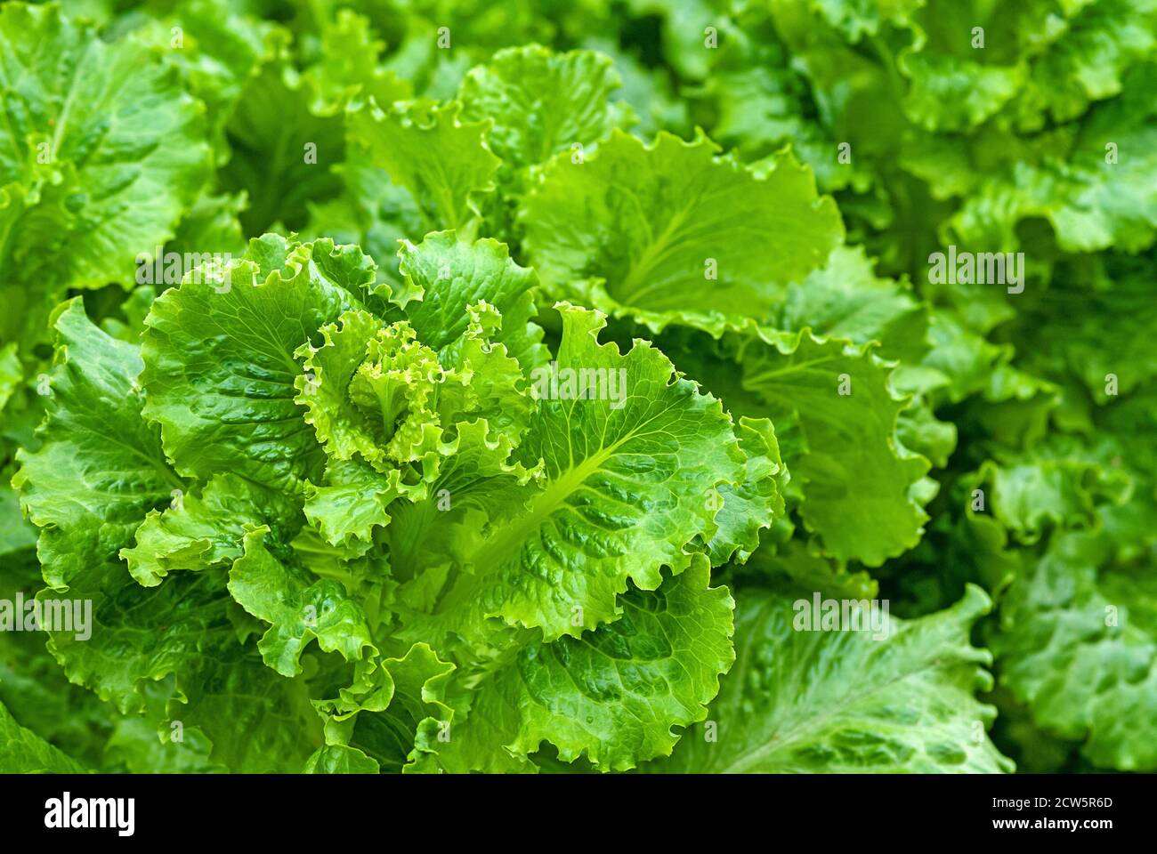 Blattsalatplantage im Bio-Gemüsegarten Stockfoto
