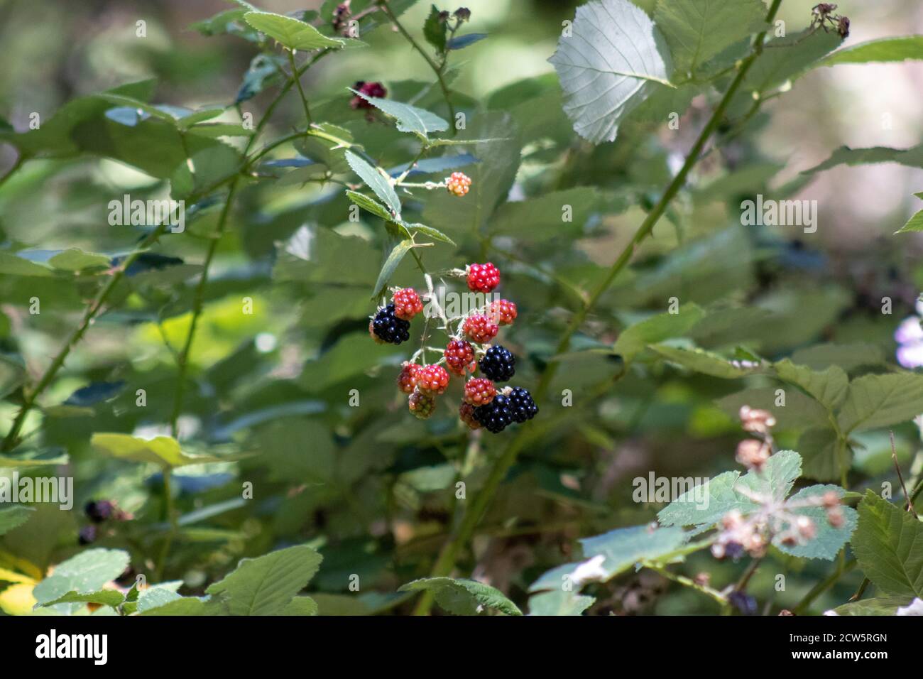 Wilde Brombeeren wachsen im Frühling entlang des Oak Creek, nördlich von Sedona, Arizona. Stockfoto