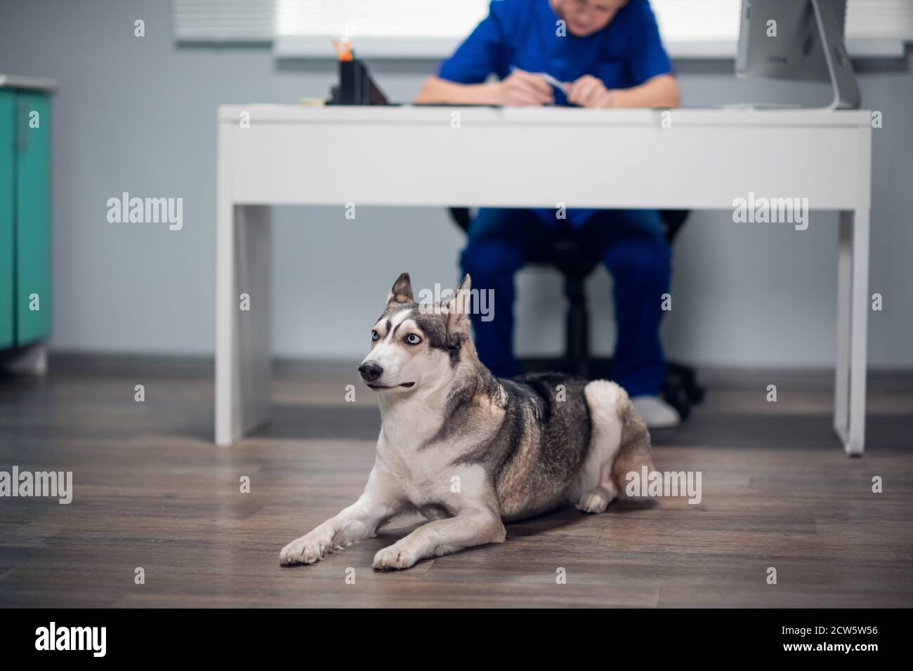 Ein süßer Husky Hund, der auf dem Boden in einer Tierarztklinik liegt. Stockfoto