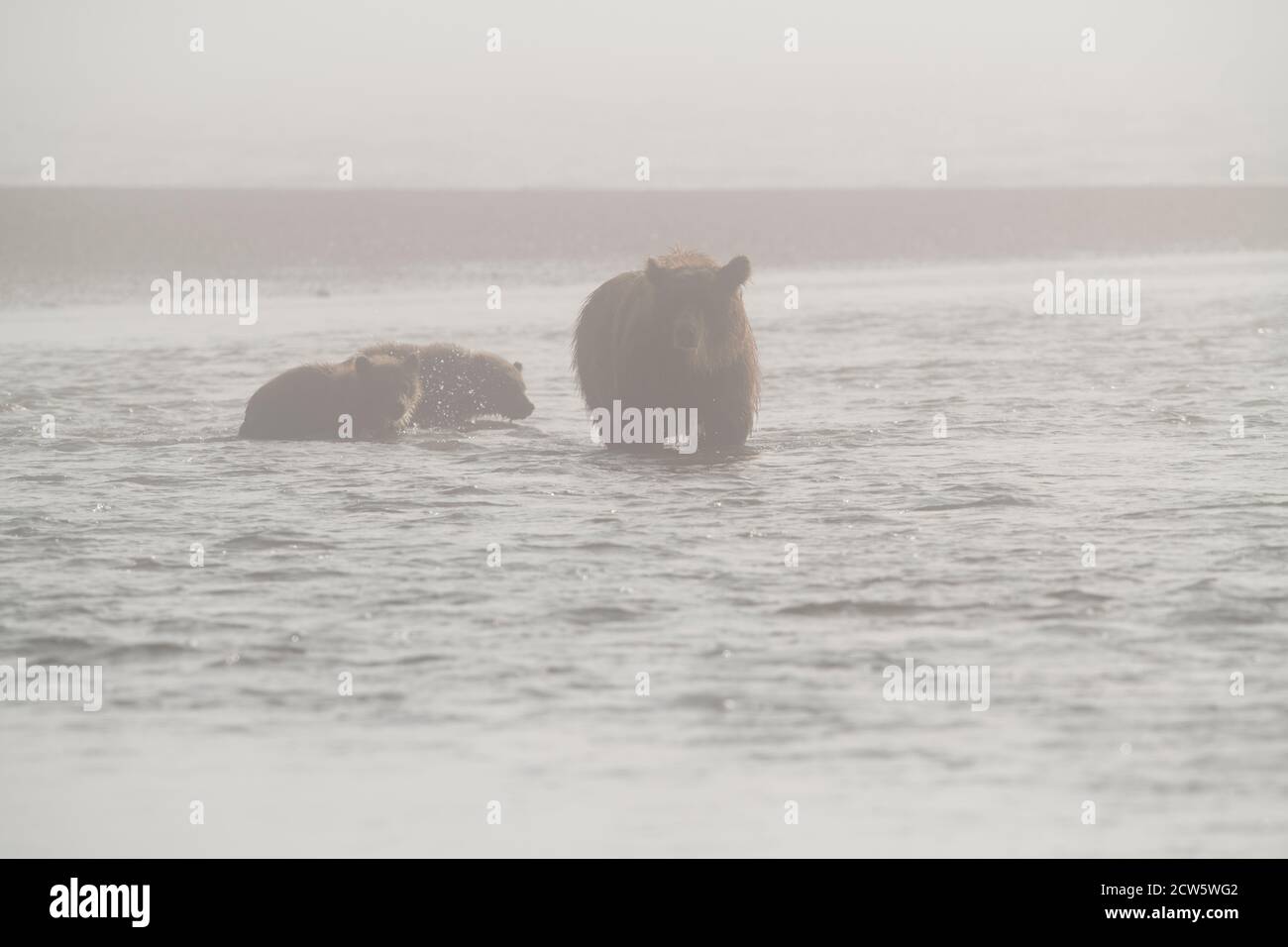 Alaskan Küste Braunbären Stockfoto