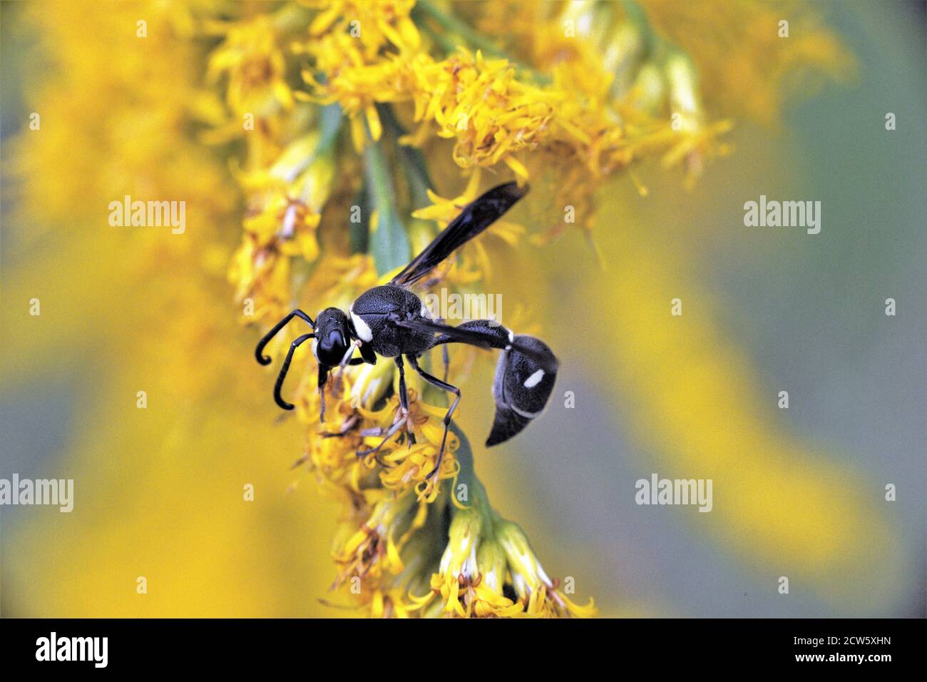 Eine schwarz-weiß gestreifte Wespe auf Goldrute. Stockfoto