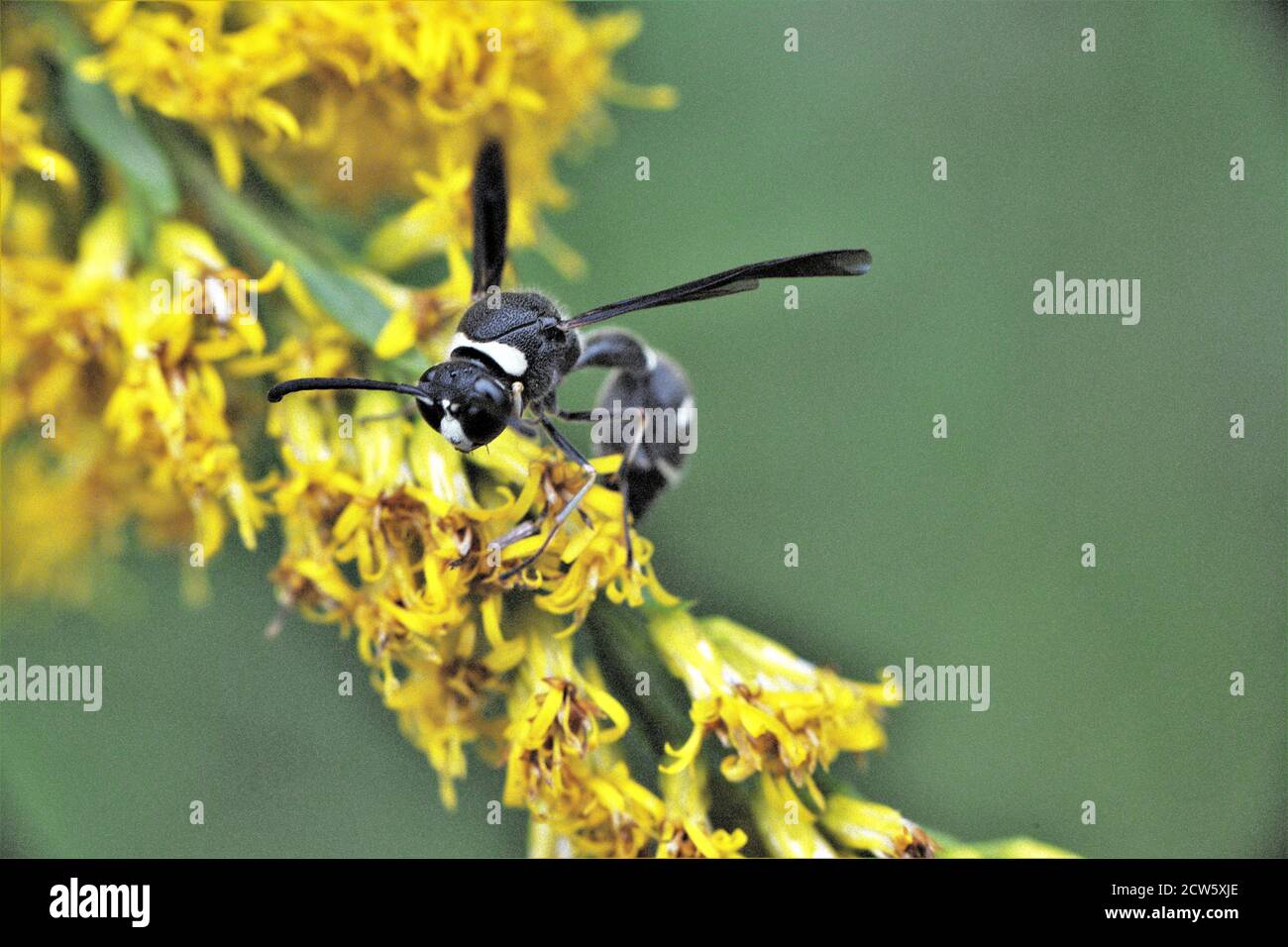 Eine schwarz-weiß gestreifte Wespe auf Goldrute. Stockfoto