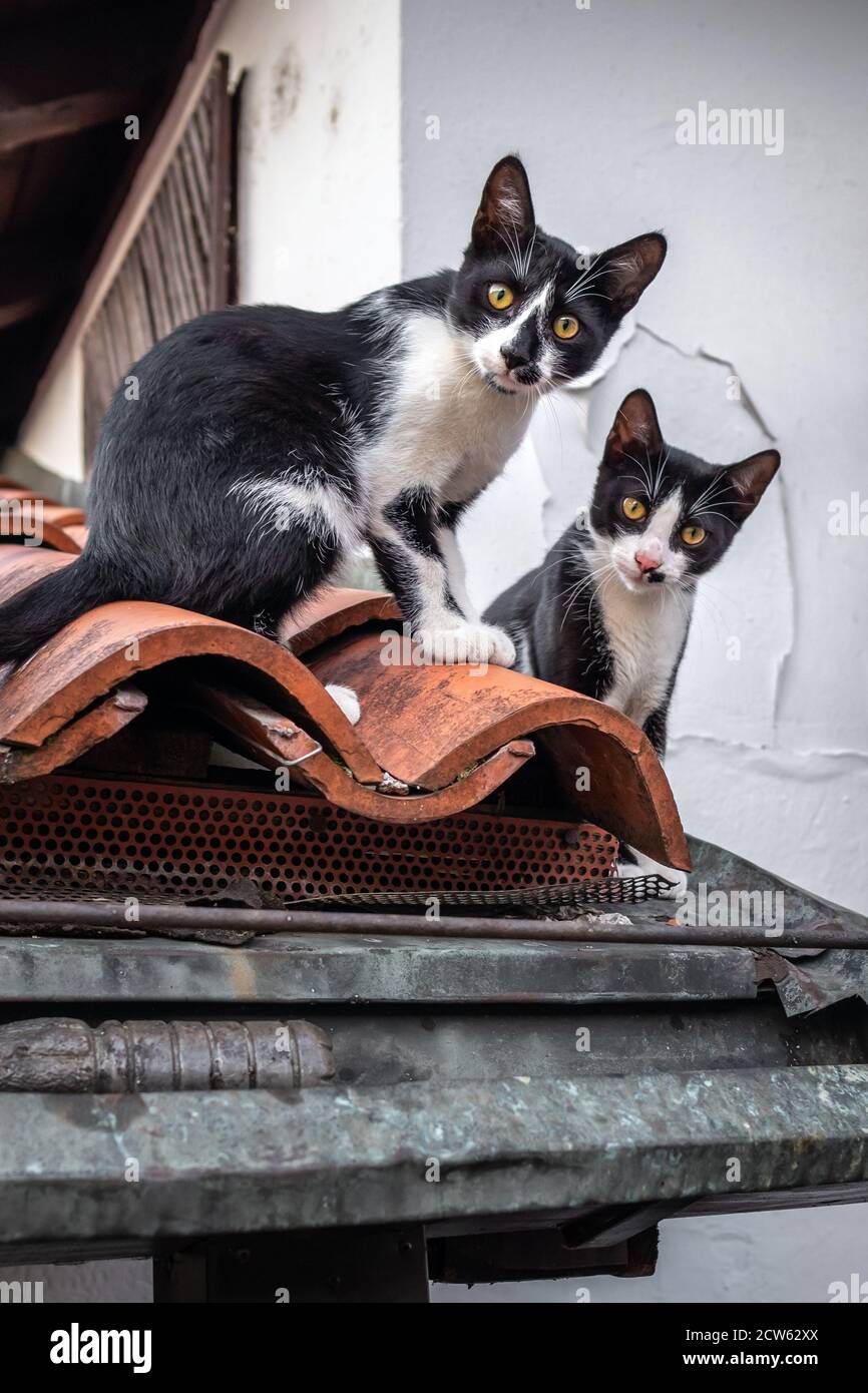 Zwei streunende Katzen sitzen auf dem Ziegeldach. Stockfoto