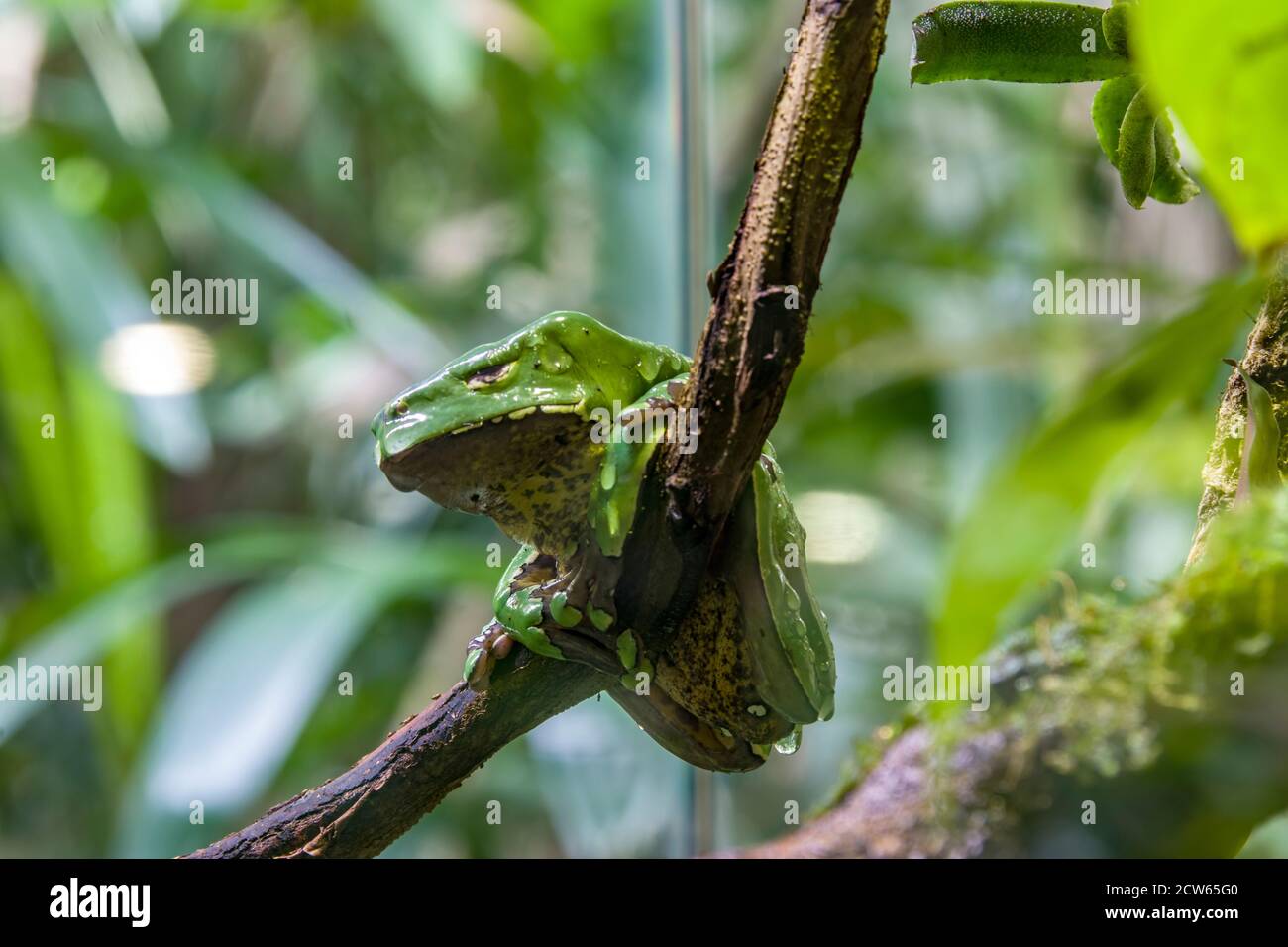 Der Riesenaffenfrosch (Phyllomedusa bicolor) ist eine Art von Laubfrosch. Sie findet sich im Amazonasbecken Brasiliens, Kolumbiens, Boliviens und Perus. Stockfoto