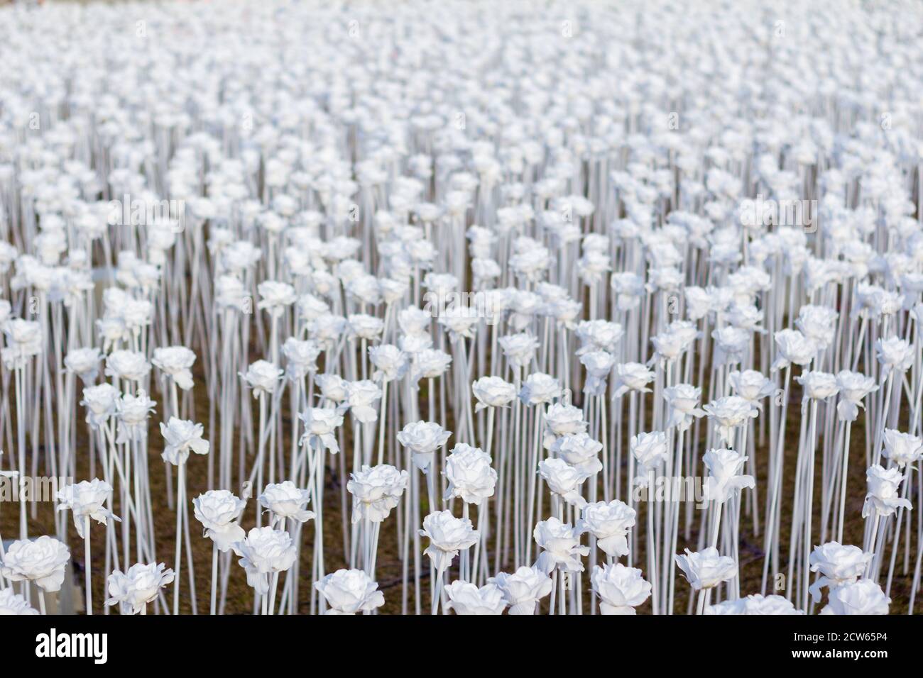 Weiße Plastikblumen tagsüber in einem Café in Cebu Stockfoto
