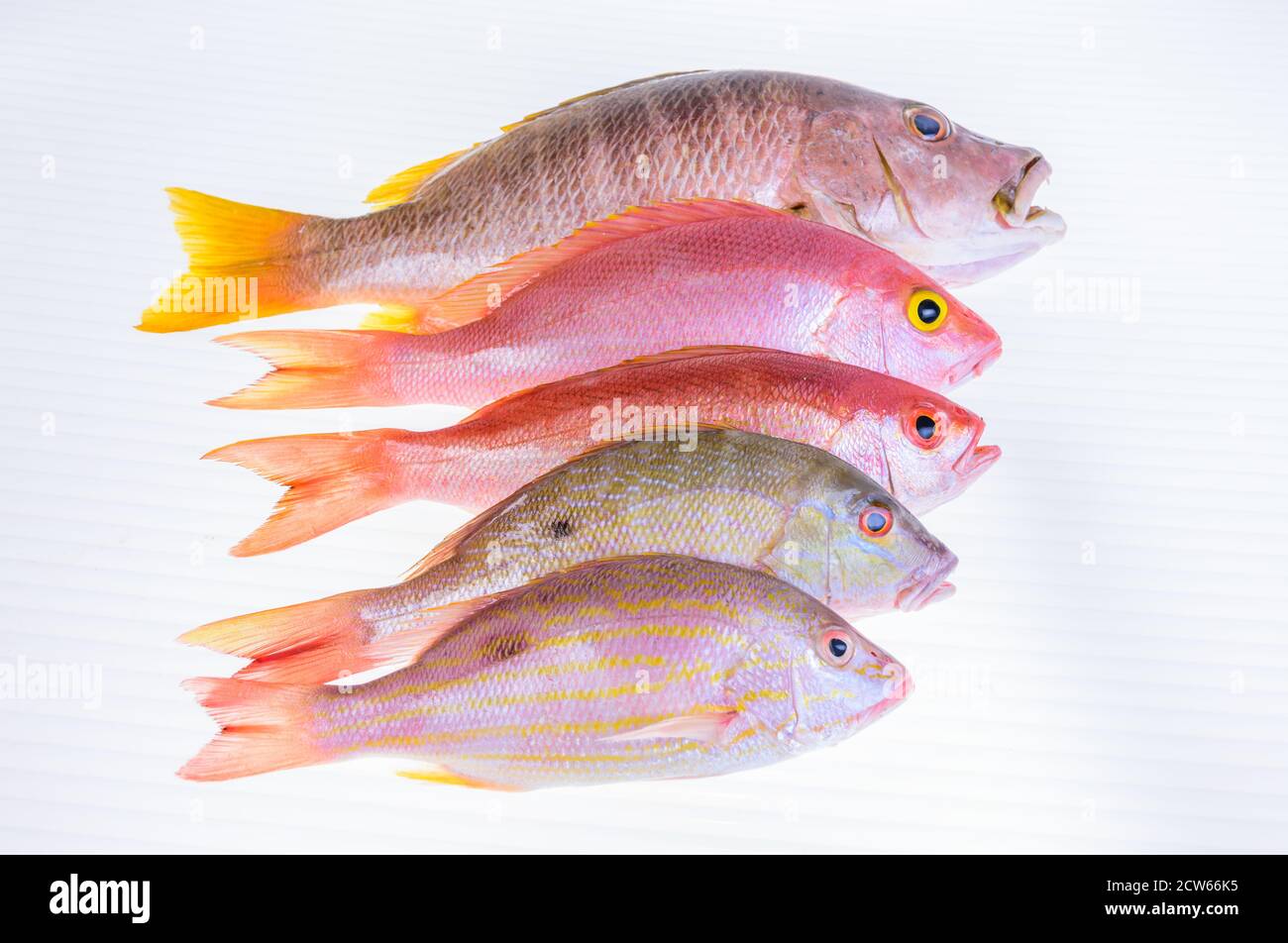Fisch-frisch-fangen-karibik-Meeresfrüchte-isoliert-auf-weiß-Hintergrund Stockfoto