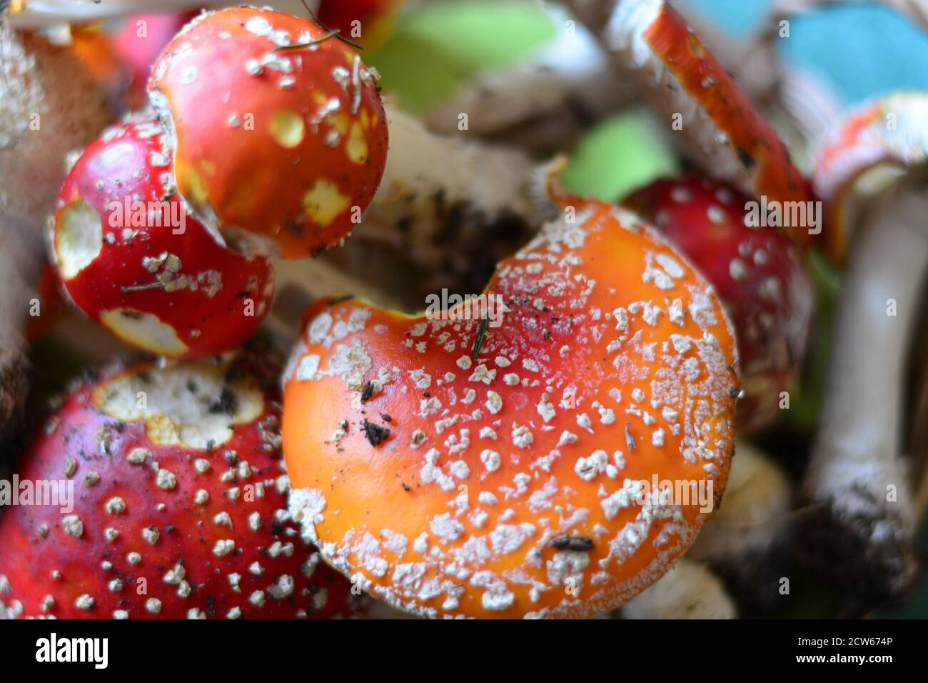 roter Fliegenpilz Stockfoto