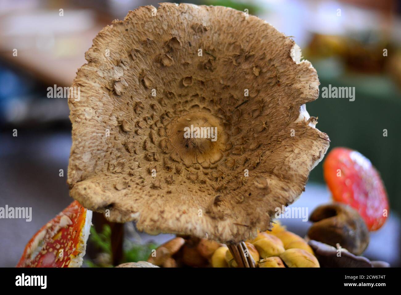 roter Fliegenpilz Stockfoto