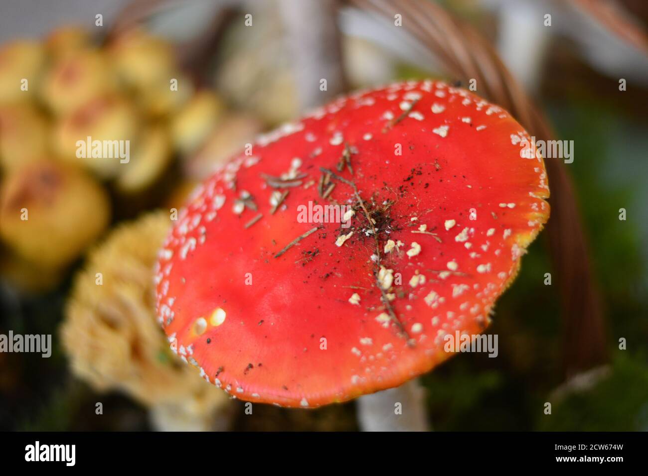 roter Fliegenpilz Stockfoto