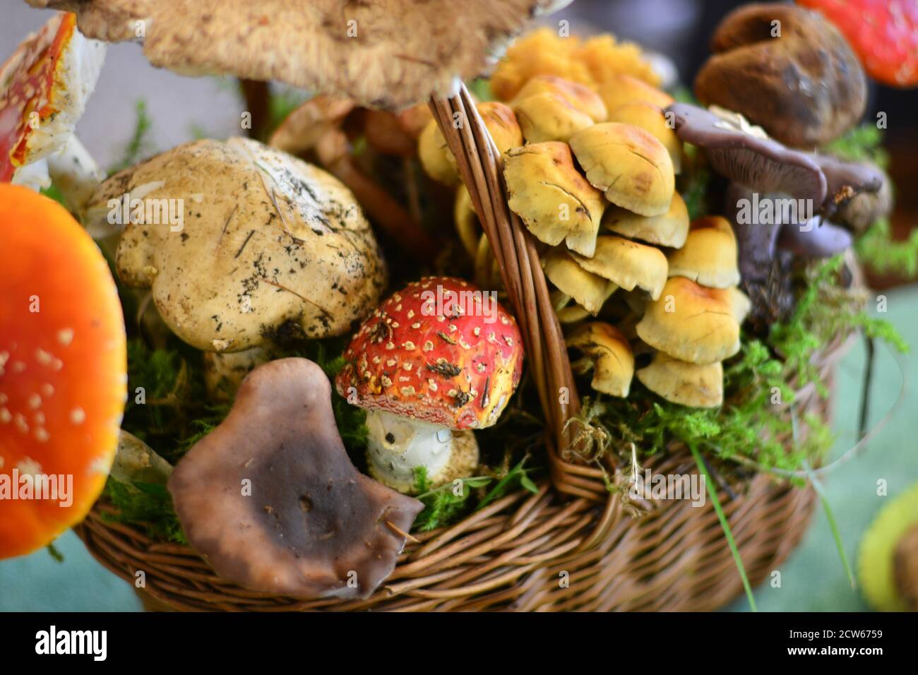roter Fliegenpilz Stockfoto