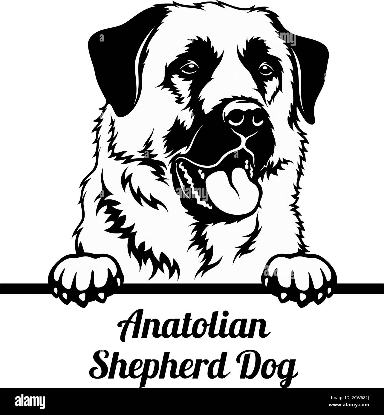 Peeking Dog - Anatolischer Schäferhund Rasse - Kopf isoliert Auf Weiß Stock Vektor