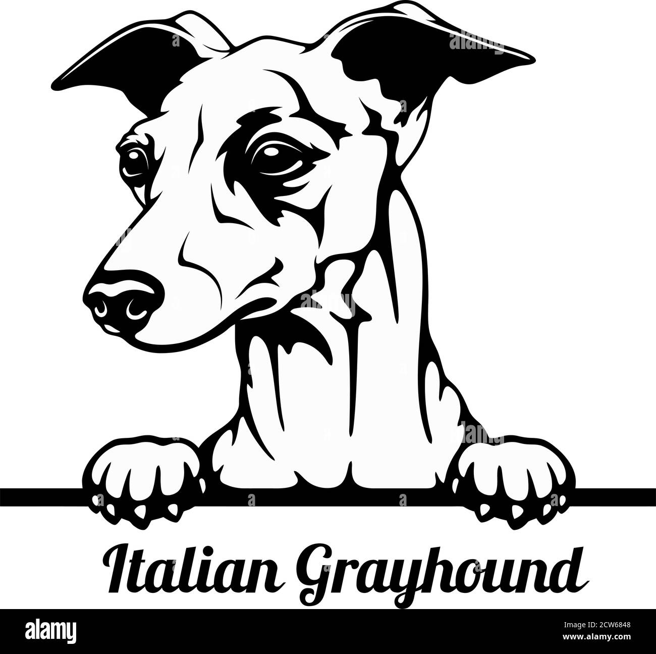 Peeking Dog - Italienische Greyhound Rasse - Kopf isoliert auf Weiß Stock Vektor