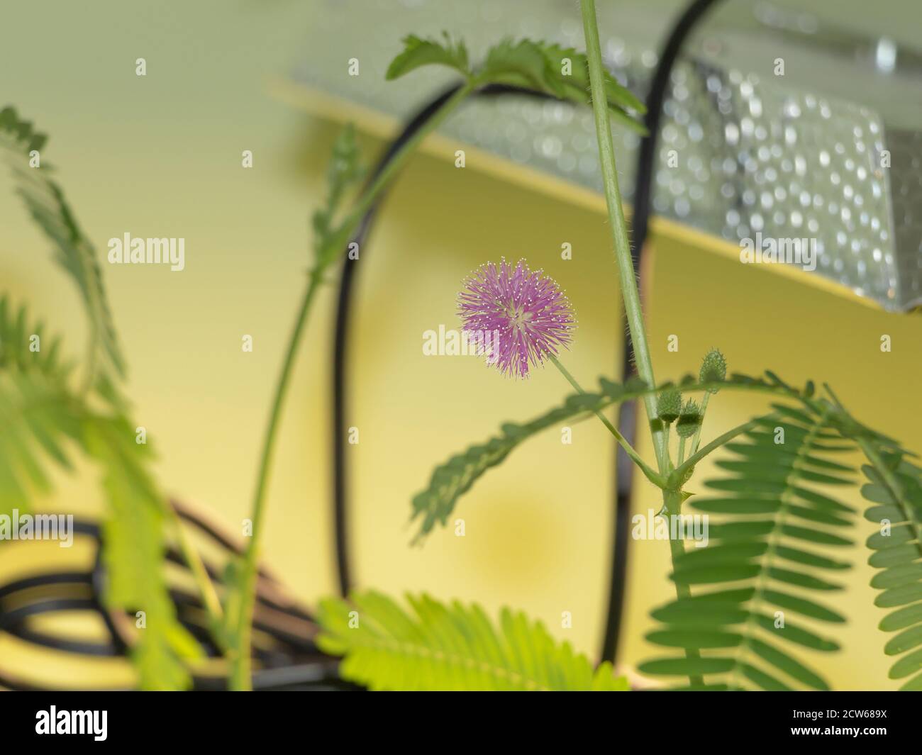 Mimosa pudica innen in der Blüte, wächst unter wachsen Licht Stockfoto