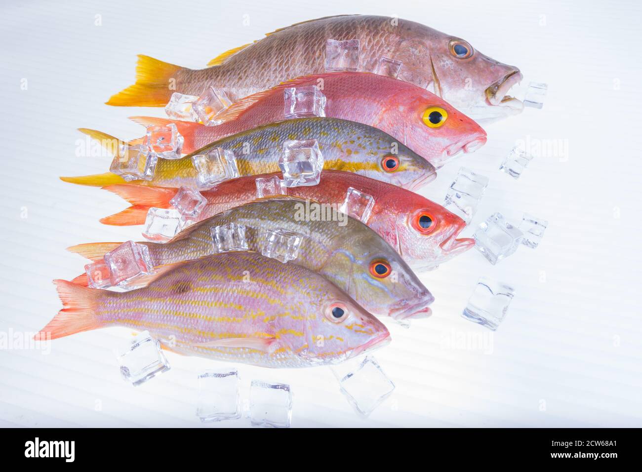 Fisch-frisch-fangen-karibik-Meeresfrüchte-isoliert-auf-weiß-Hintergrund Stockfoto