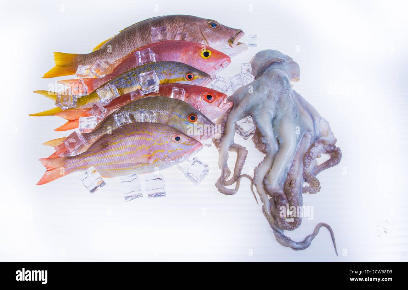 Fisch-frisch-fangen-karibik-Meeresfrüchte-isoliert-auf-weiß-Hintergrund Stockfoto