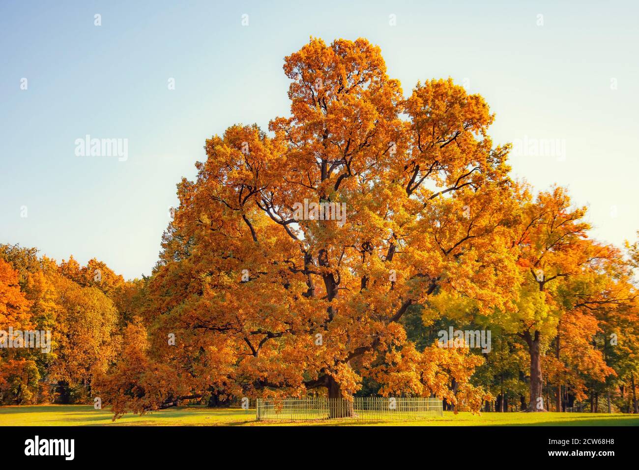 Riesige einsame Eiche mit gelben Blättern im Park Im Herbst Stockfoto