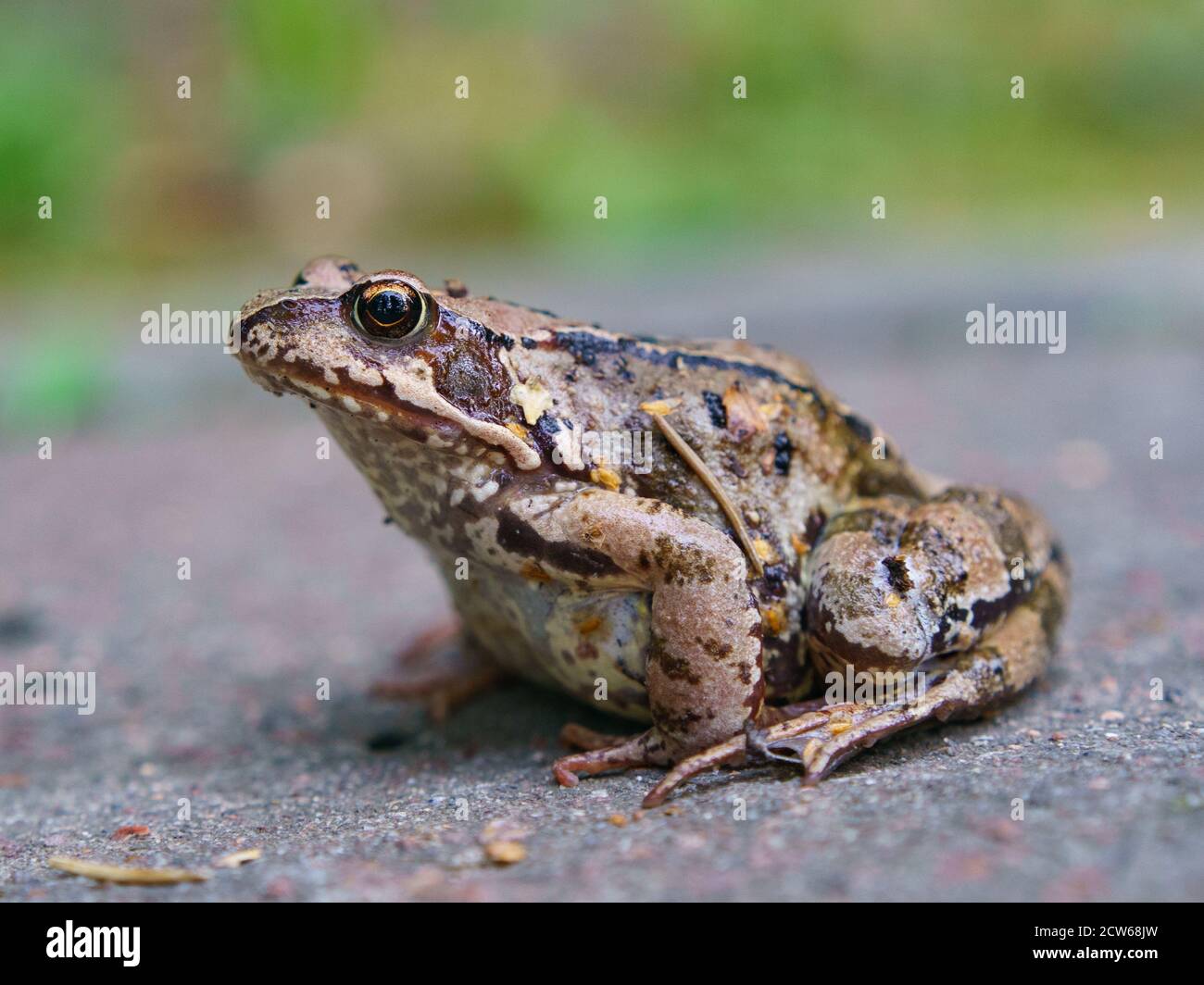 Fotografie eines gewöhnlichen Frosches (rana temporaria oder Bodenfrosch). Natürlicher Hintergrund. Thema Tiere. Stockfoto