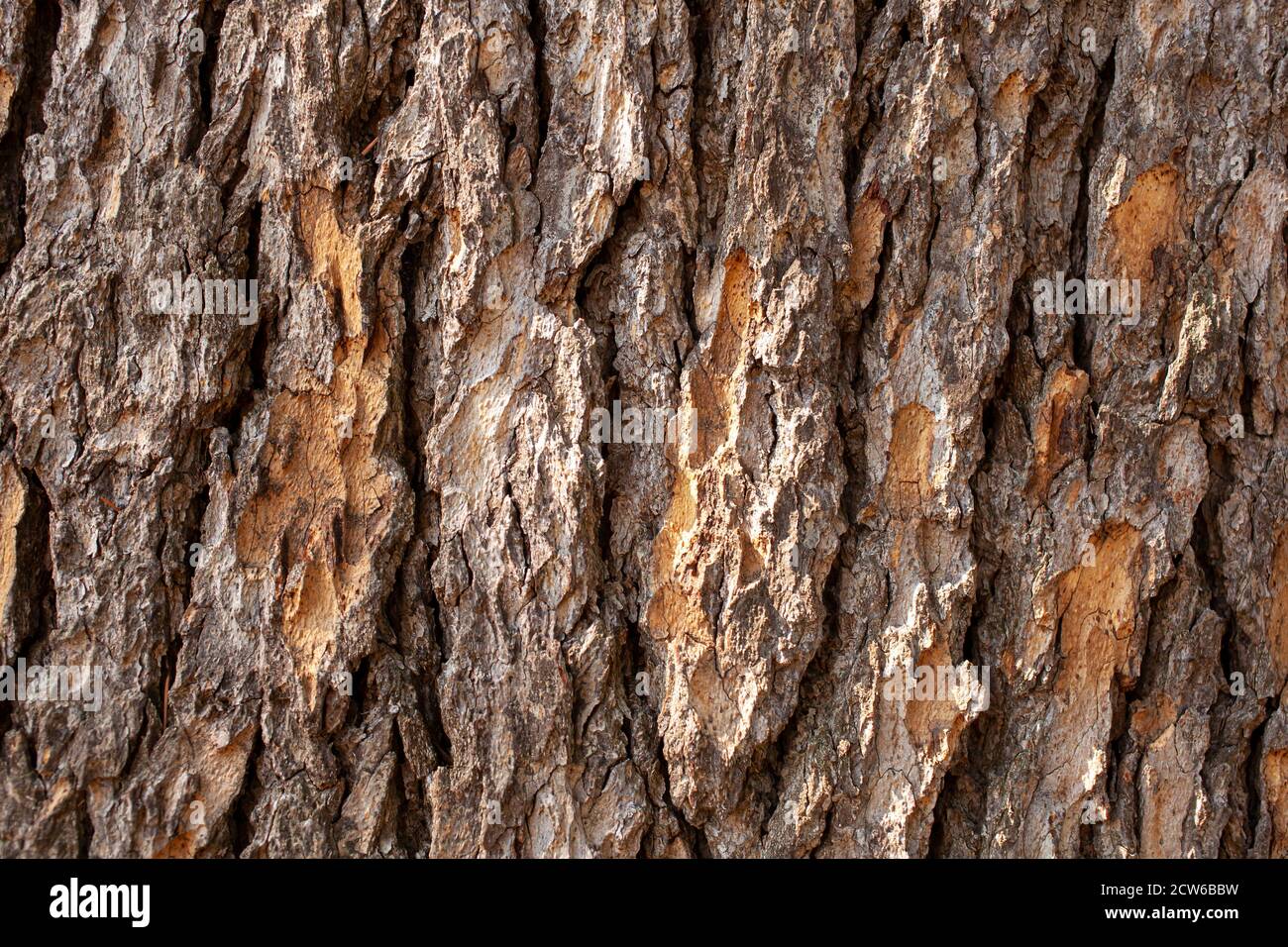 Nahaufnahme der Zedernrinde Stockfoto