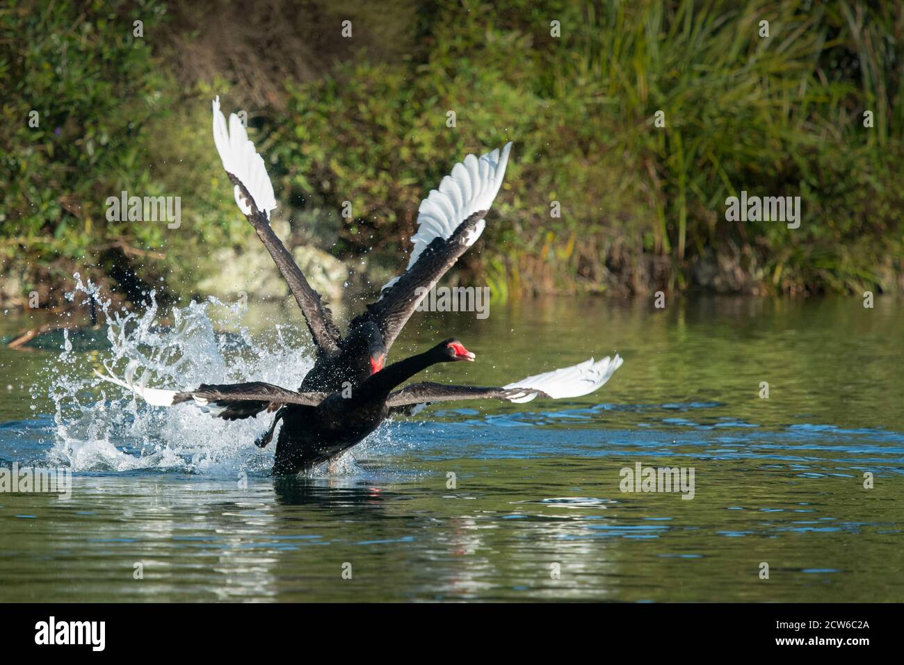 Zwei schwarze Schwäne kämpfen mit weit geöffneten Flügeln im see Stockfoto Zwei schwarze Schwäne kämpfen mit weit geöffneten Flügeln im see Stockfoto