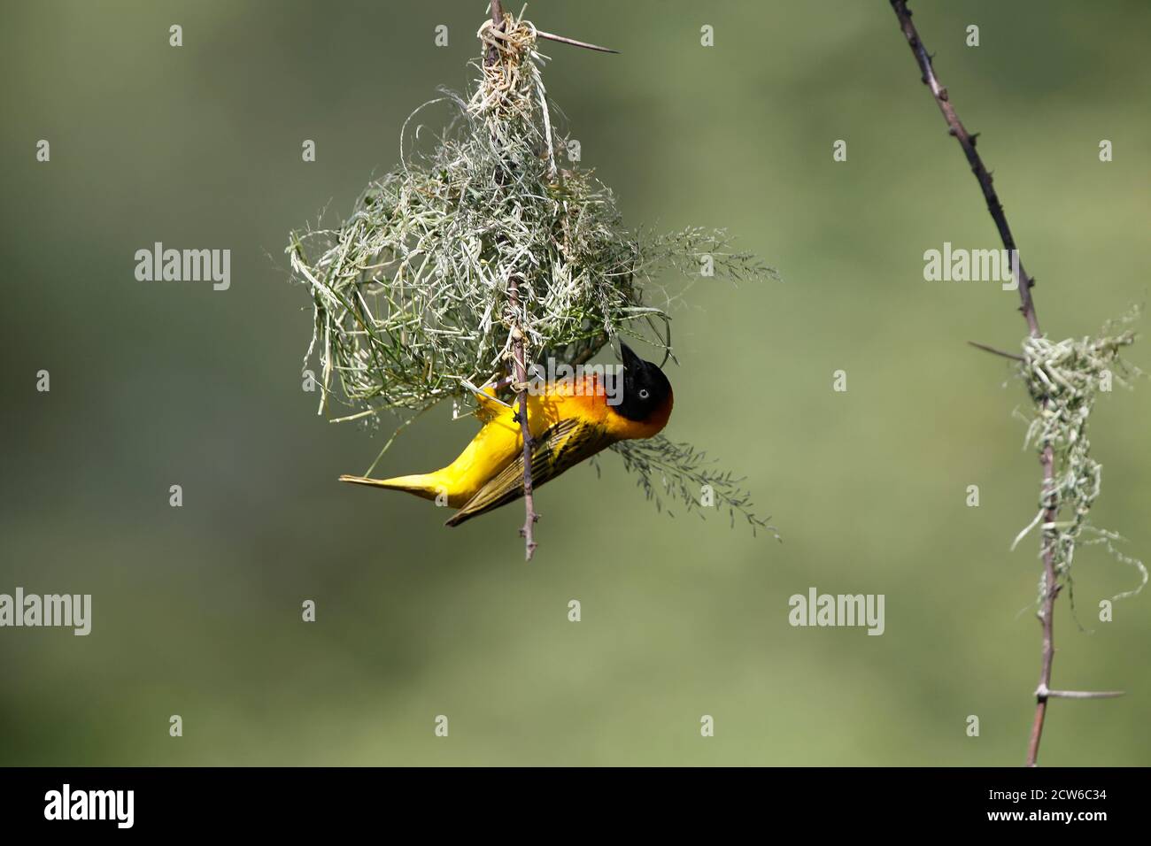 Speke Weber Ploceus Spekei, Männlich, die Arbeiten am Nest, Bogoria Park in Kenia Stockfoto