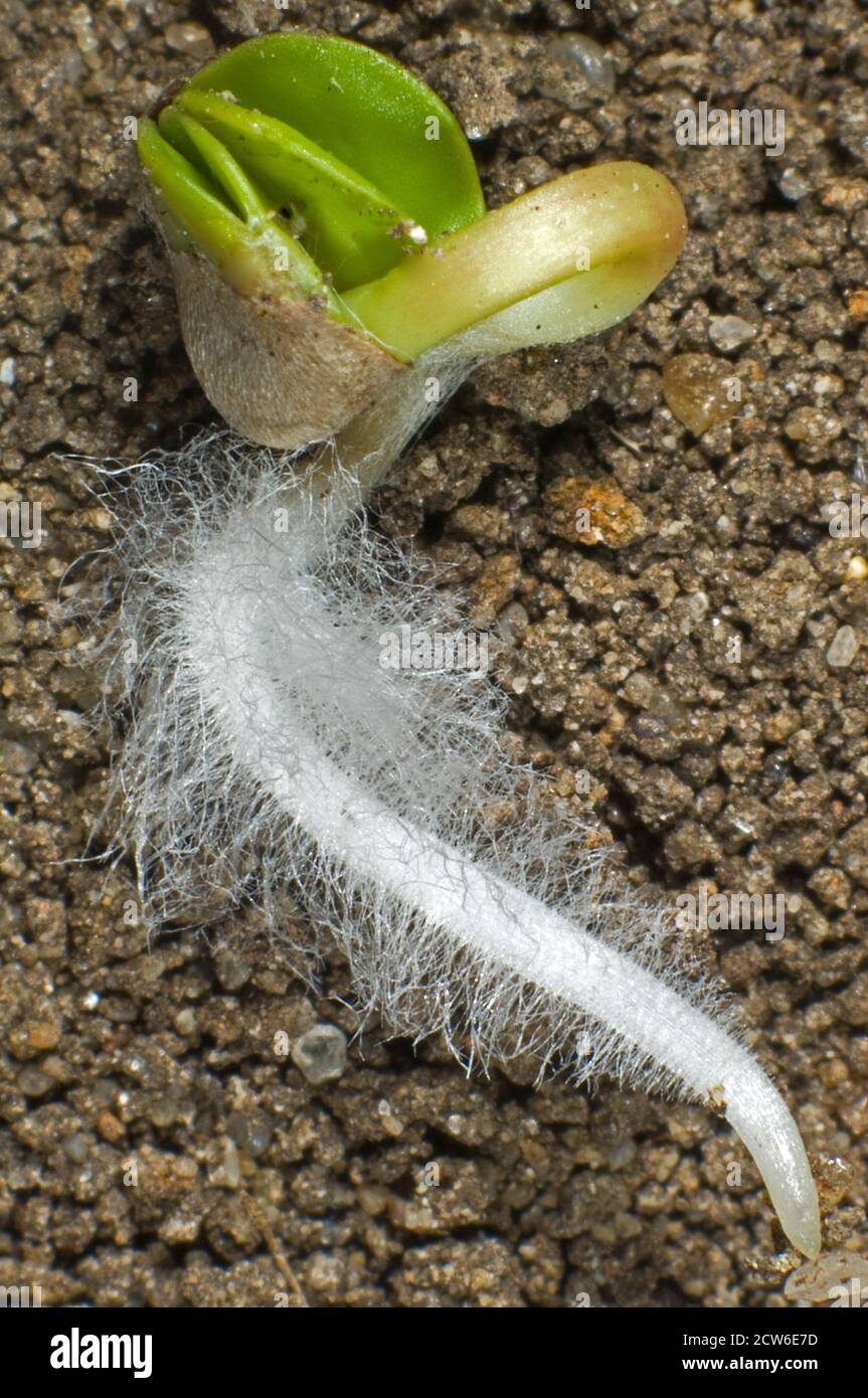 Photomikrographie eines Rettichs (Raphanus raphinistrum subsp. Sativus) Samen, der mit Radikel (Embryonalwurzel) keimt und Kotyledonen entwickelt Stockfoto