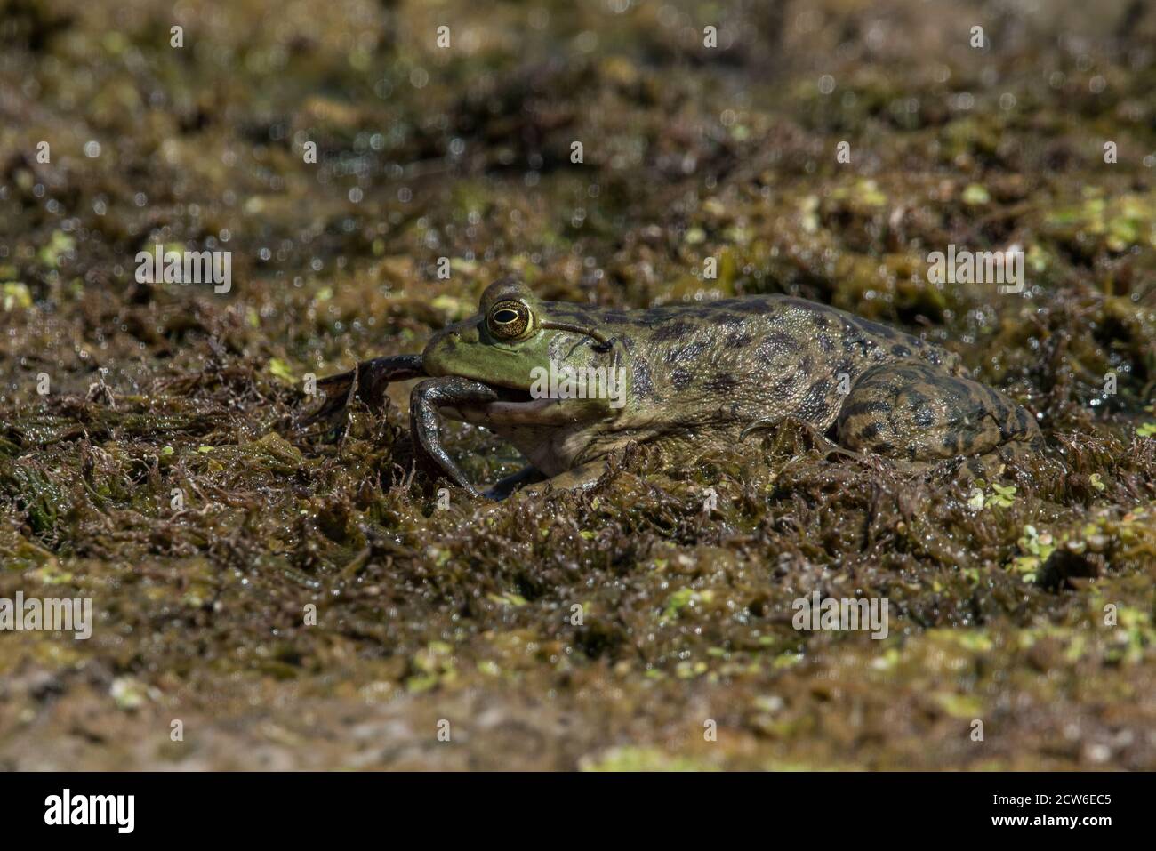 Ein amerikanischer Bullfrog (Rana catesbeiana), der einen kleineren Bullfrog frisst, wurden diese Frösche nach Kalifornien eingeführt und sind eine schädliche invasive Art. Stockfoto