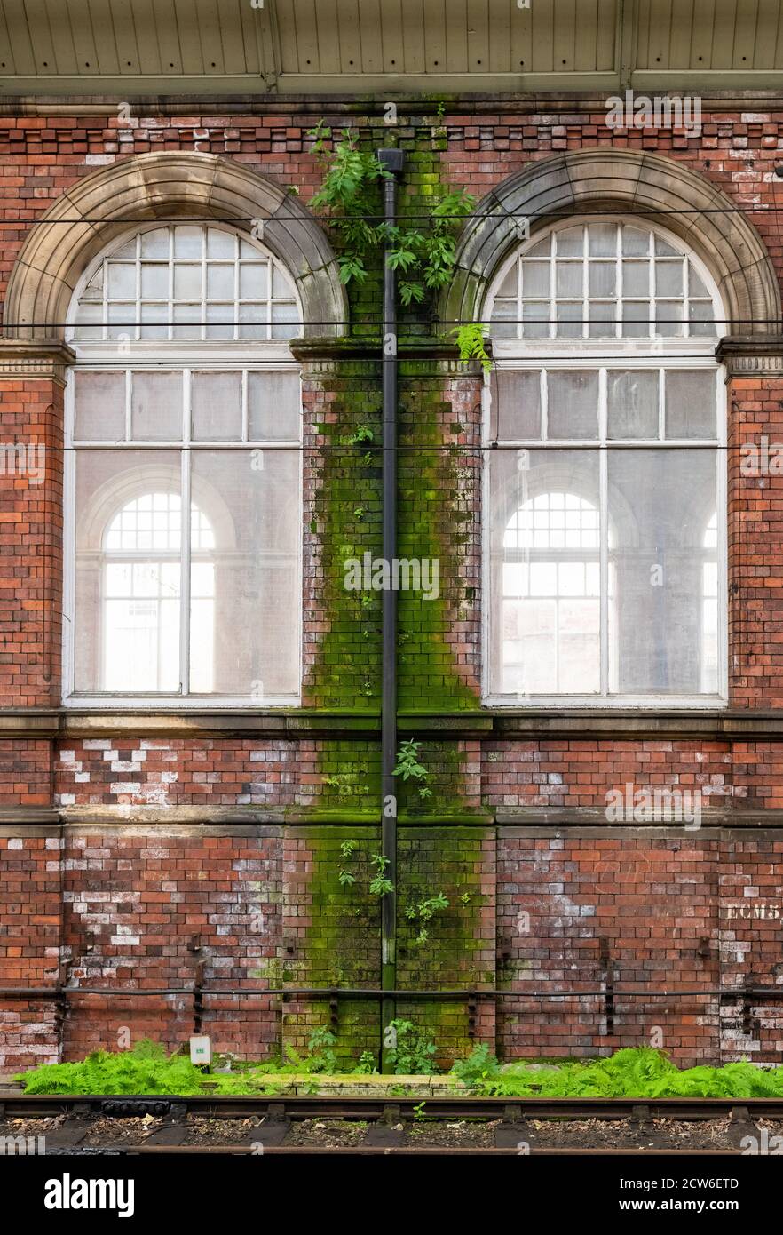 Wachstum an feuchter Wand - Algen und Farne wachsen an feuchter Gebäudewand um Abflussrohr - Darlington Railway Station, Co Durham, England, UK Stockfoto
