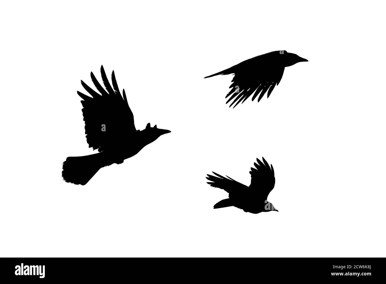 Drei Krähen fliegen, schwarze Silhouette isoliert auf weißem Hintergrund Stockfoto