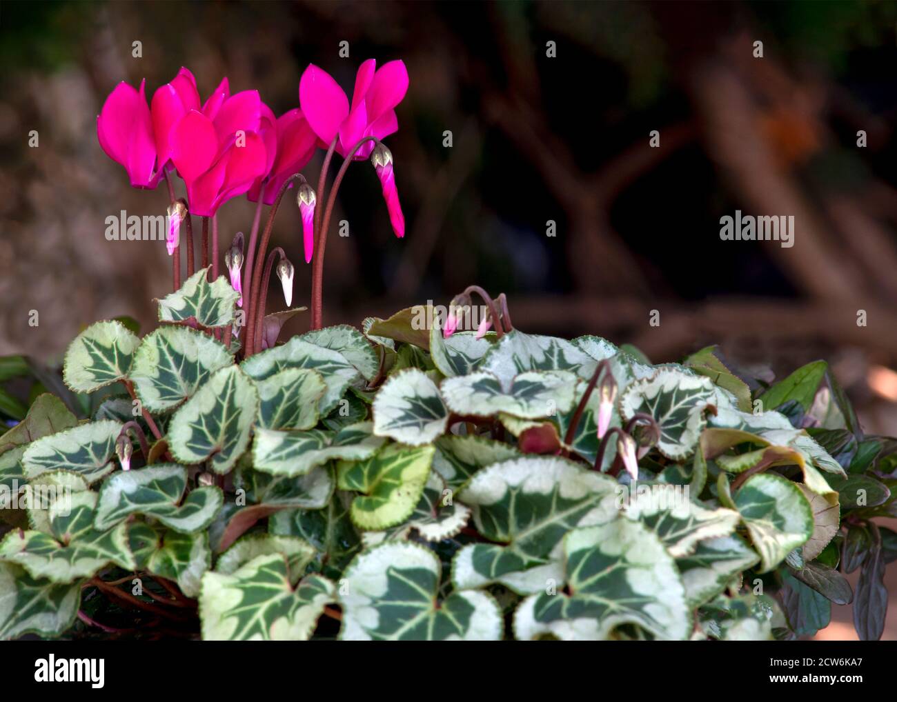 Schöne rosa Cyclamen dunkel Bokeh Hintergrund Fokus auf das Subjektbild , Schuss für Copy Space und Text-Overlay Stockfoto