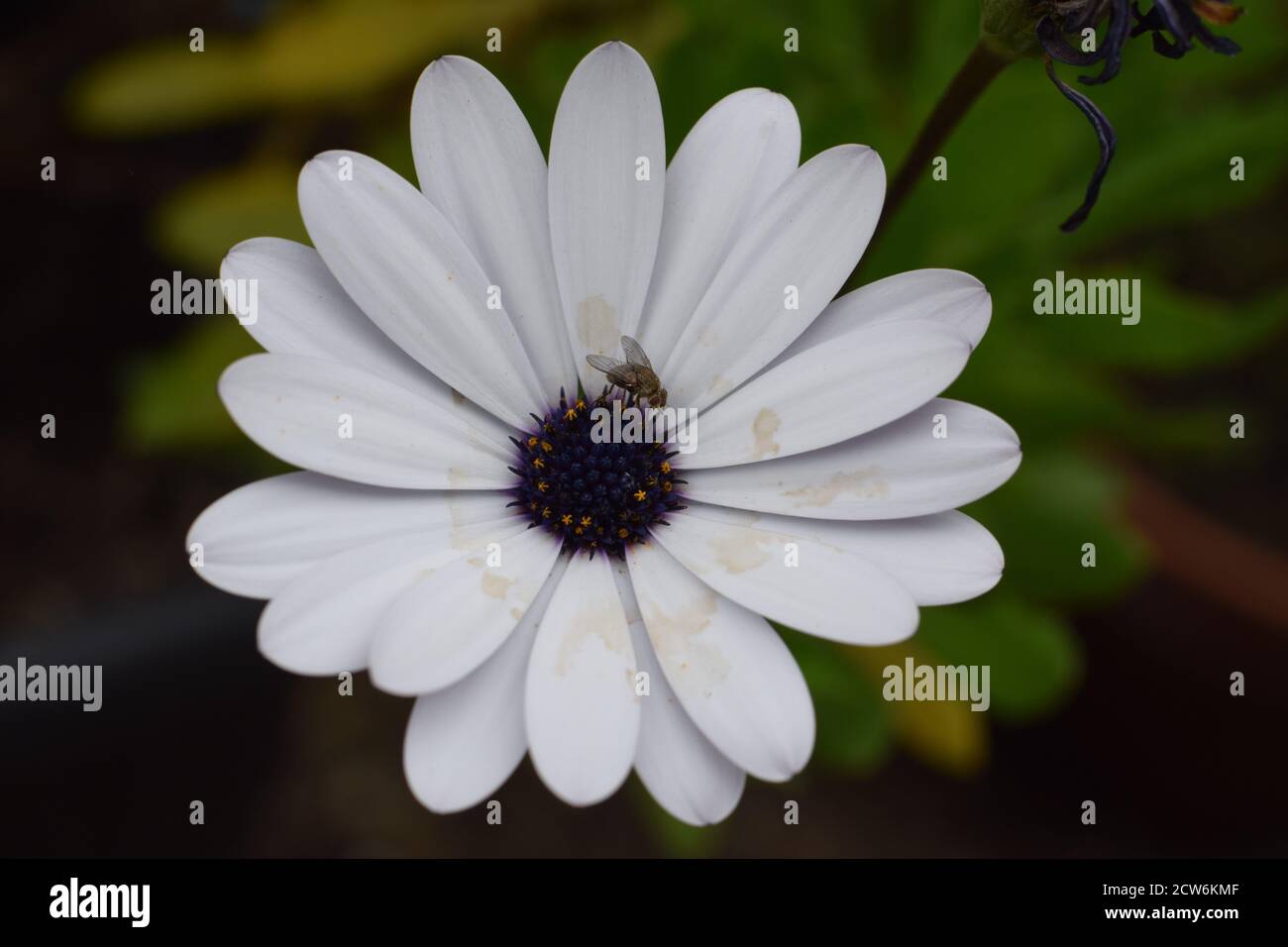 Cape marguerite mit braunen Wasserflecken und einer Fliege Stockfoto