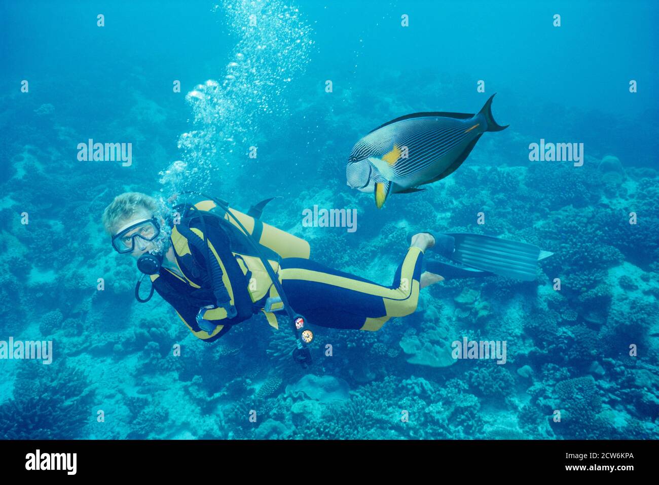 Scuba Diver und neugierige Fische Konzept Stockfoto