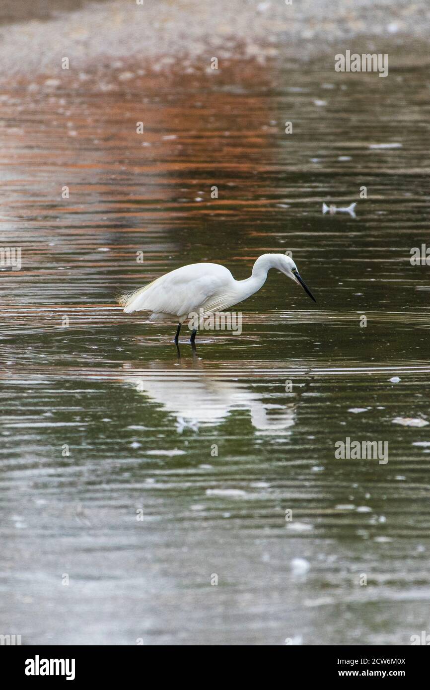 Ein kleiner Reiher Egretta garzetta waten im seichten Wasser auf der Gannel in Newquay in Cornwall. Stockfoto