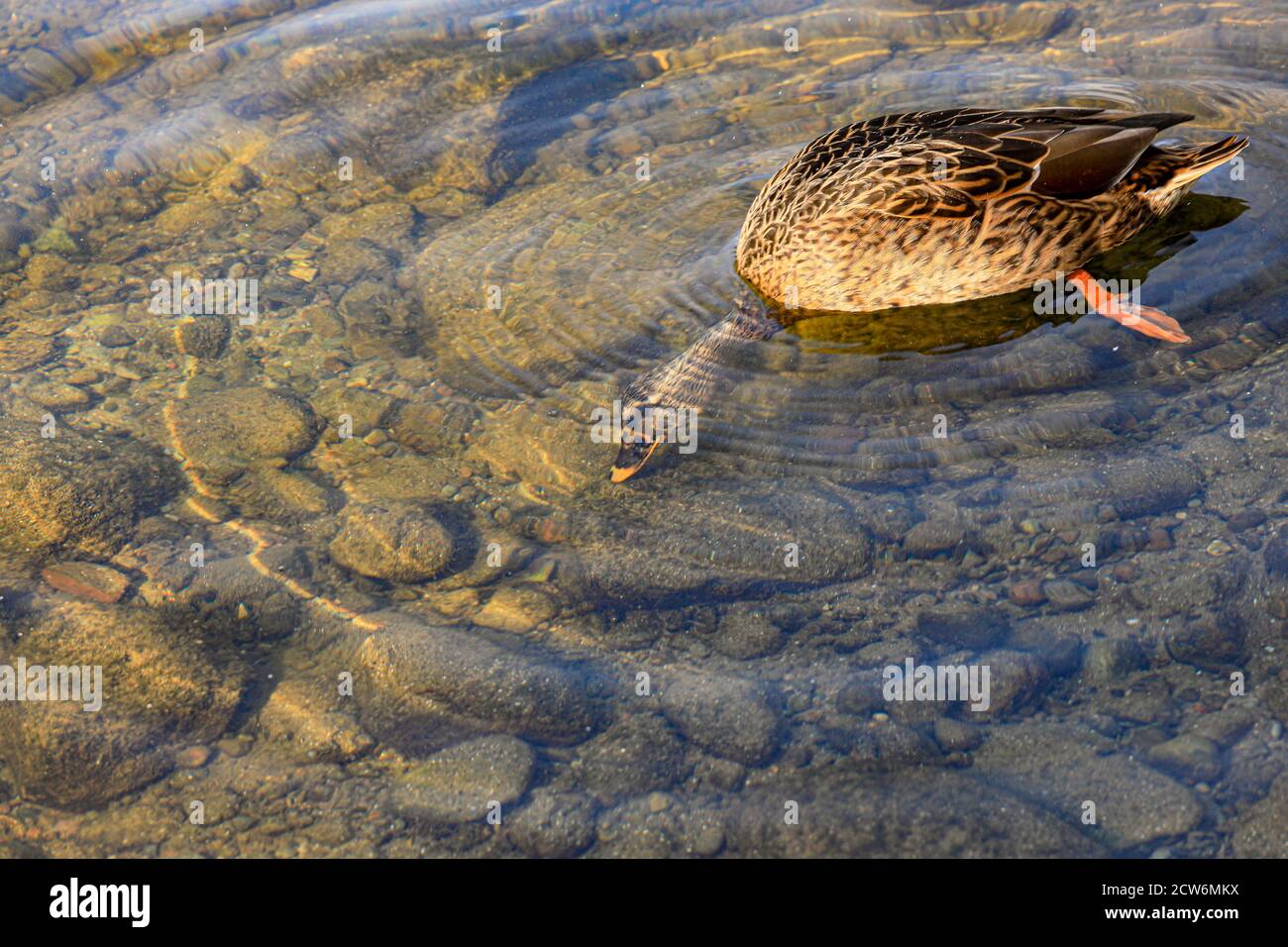 Eine Ente auf der Suche nach Nahrung im kristallklaren Diekseer Wasser. Stockfoto