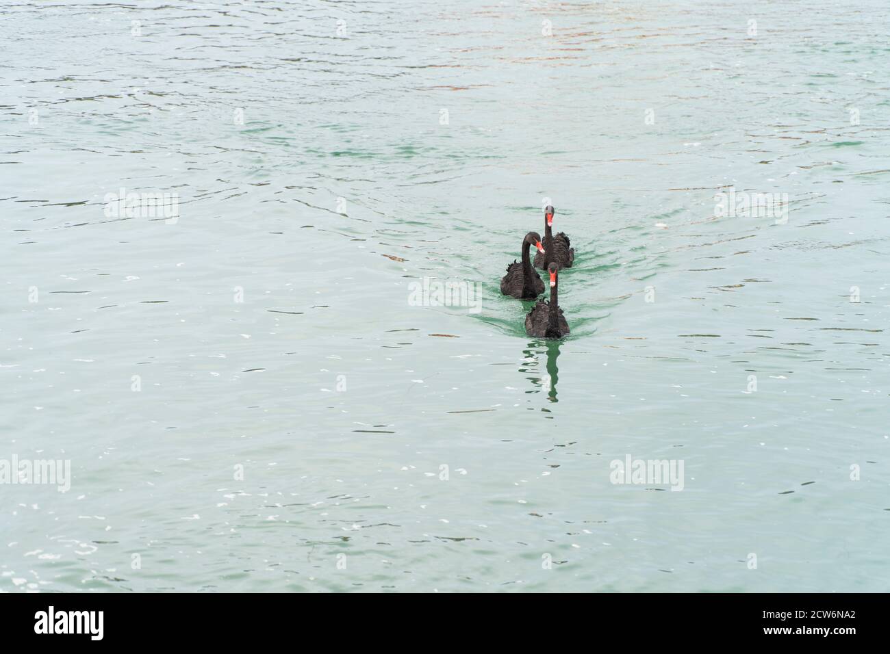 Drei schwarze Schwäne auf Bryher. Stockfoto Drei schwarze Schwäne auf Bryher. Stockfoto