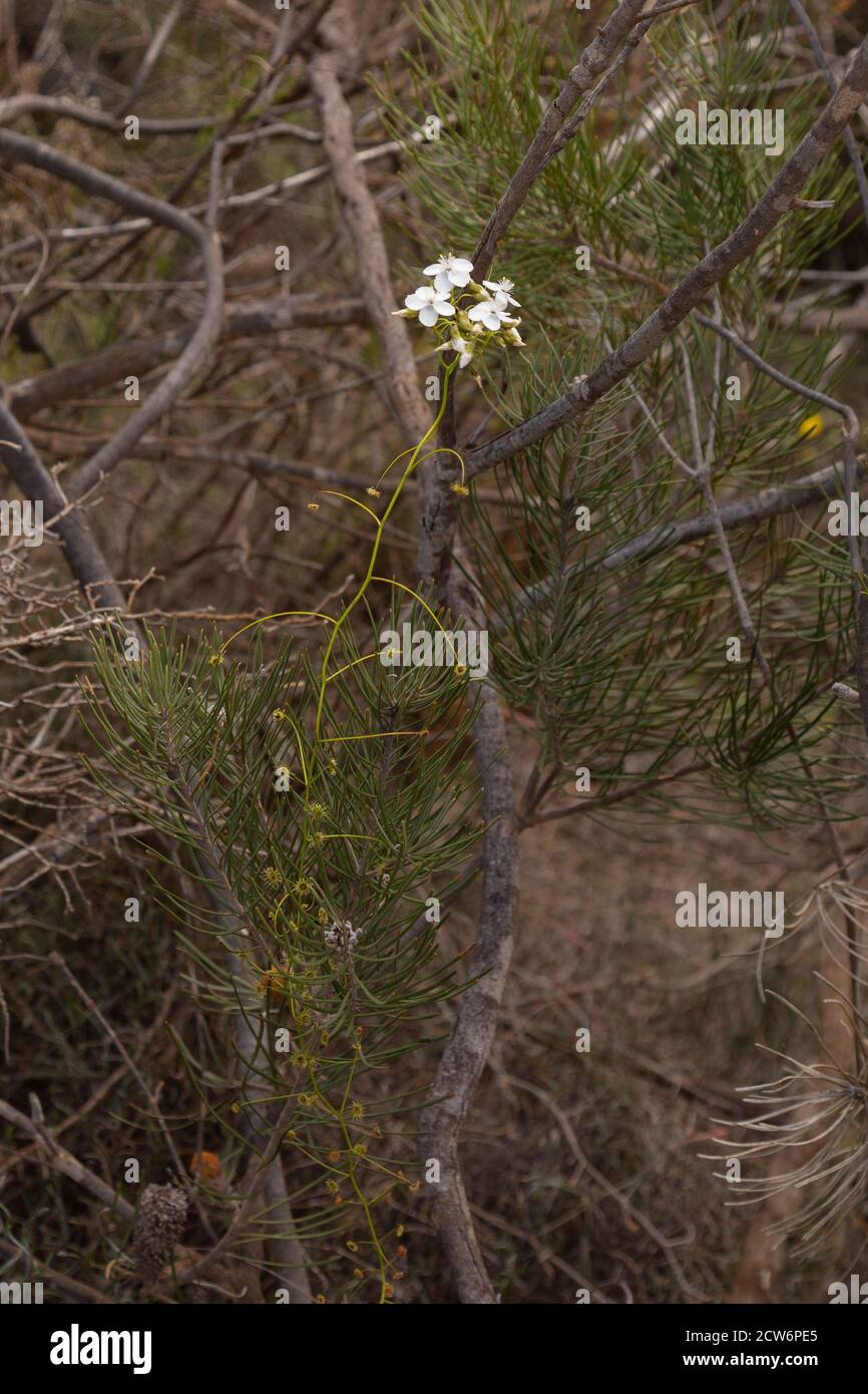 Drosera pallida, nordöstlich von Jurien Bay, Westaustralien Stockfoto