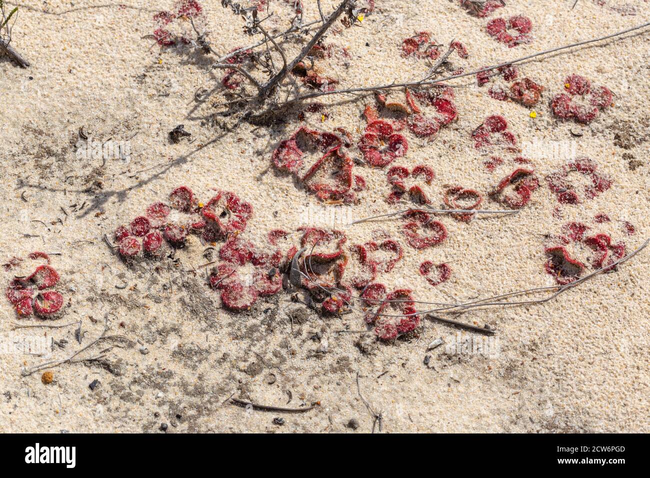Drosera magna, nordöstlich von Jurien Bay, Westaustralien Stockfoto