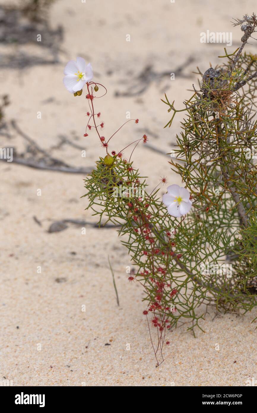 Drosera thysanosepala nordöstlich von Jurien Bay, Westaustralien Stockfoto