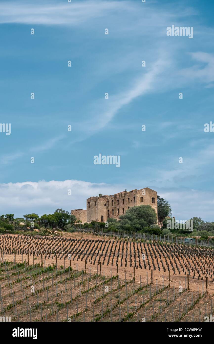 Frisch keuchte Weinberge umgeben das verödete Schloss von Prinz Pierre Napoleon Bonaparte bei Calvi in Corisca Stockfoto