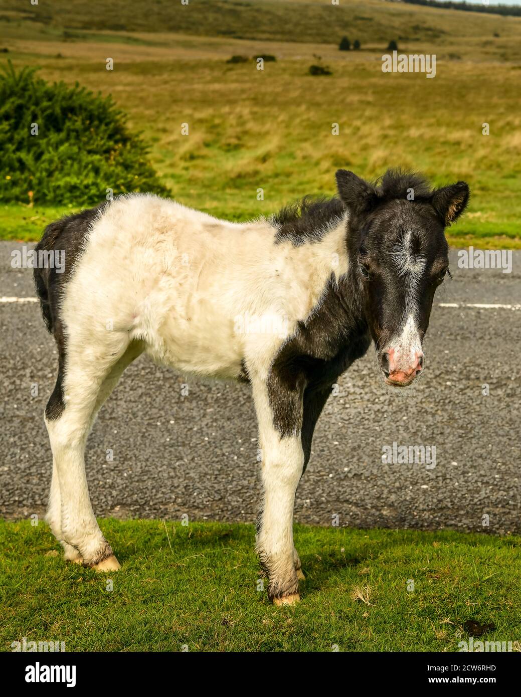 Dartmoor Pony und Wee Fohlen Stockfoto